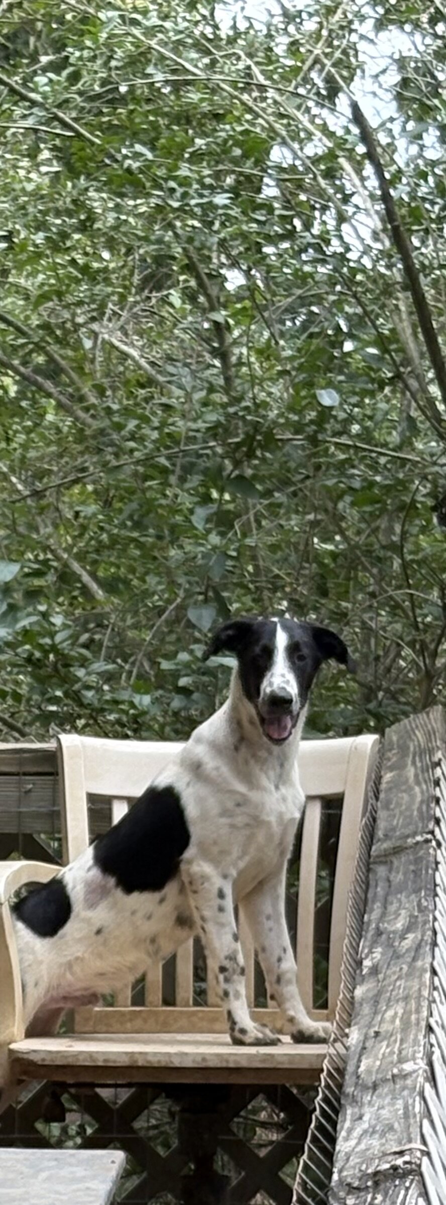 Dalmatian/Whippet image 1