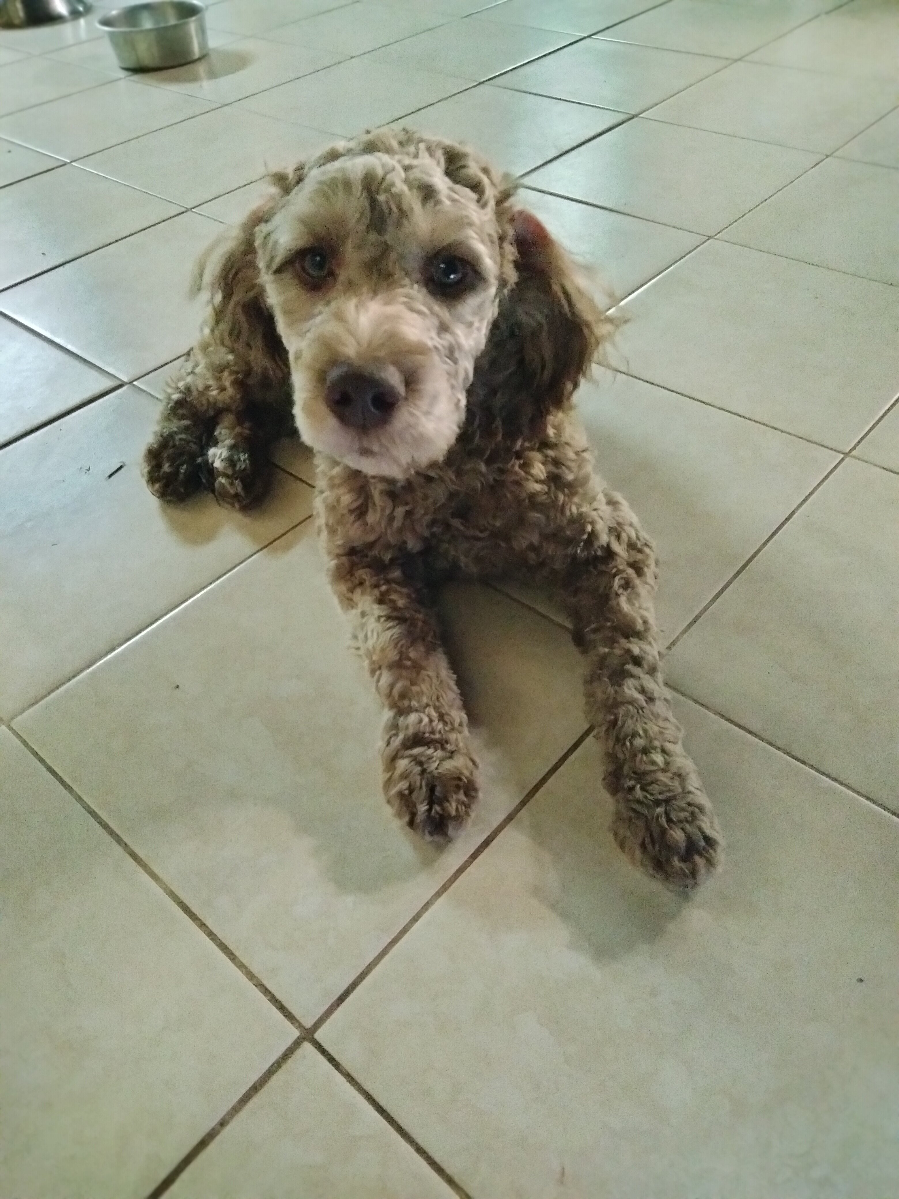 Cockapoo mix puppies! image 1