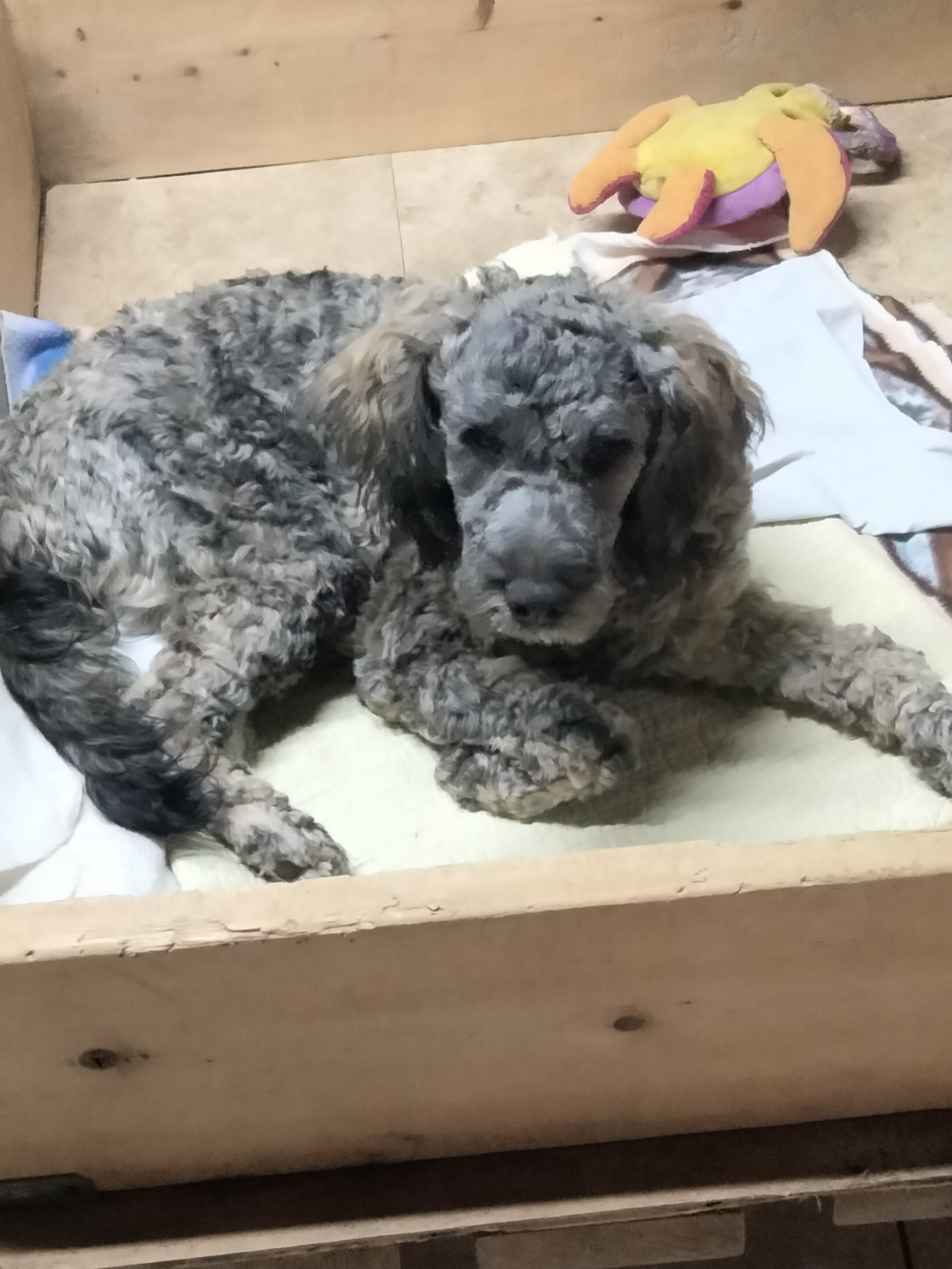 Cockapoo mix puppies! image 3