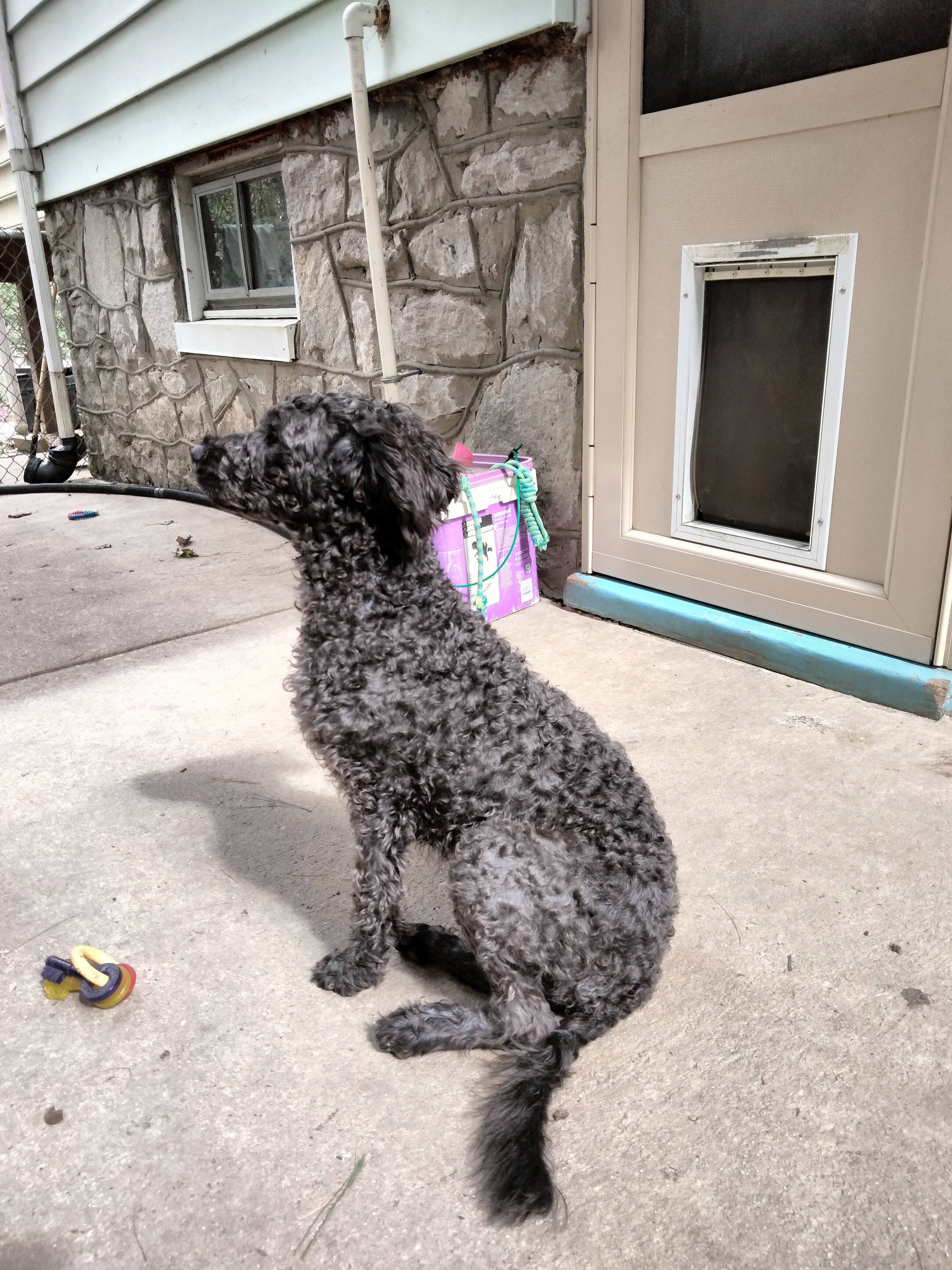 Cockapoo mix puppies! image 4