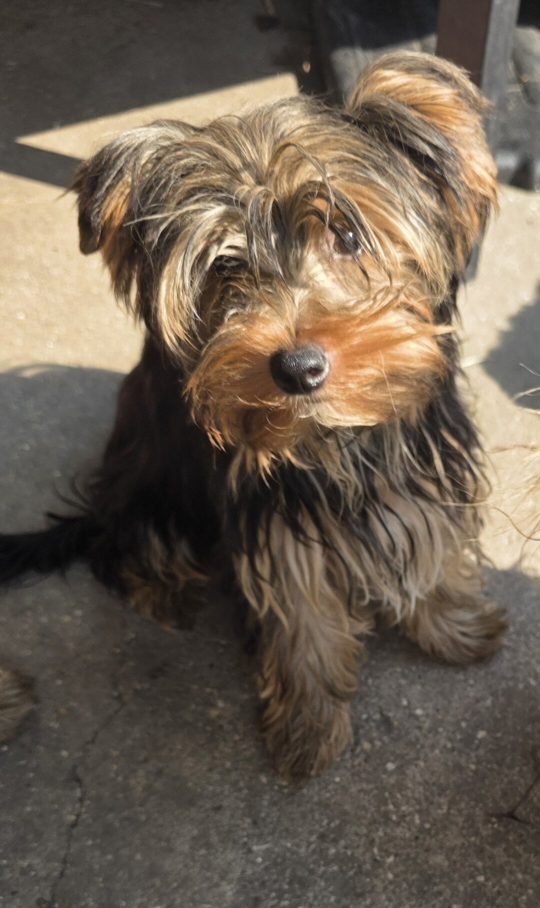 2 Yorkie puppies image 1