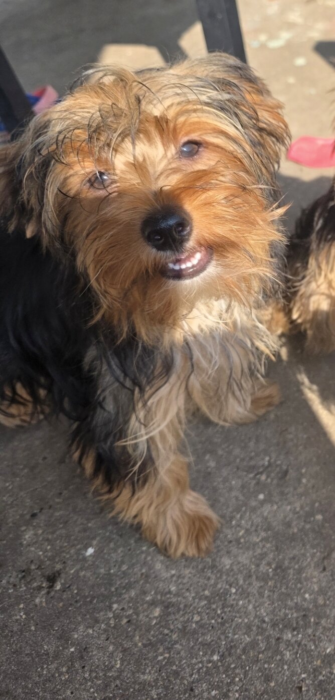 2 Yorkie puppies image 3