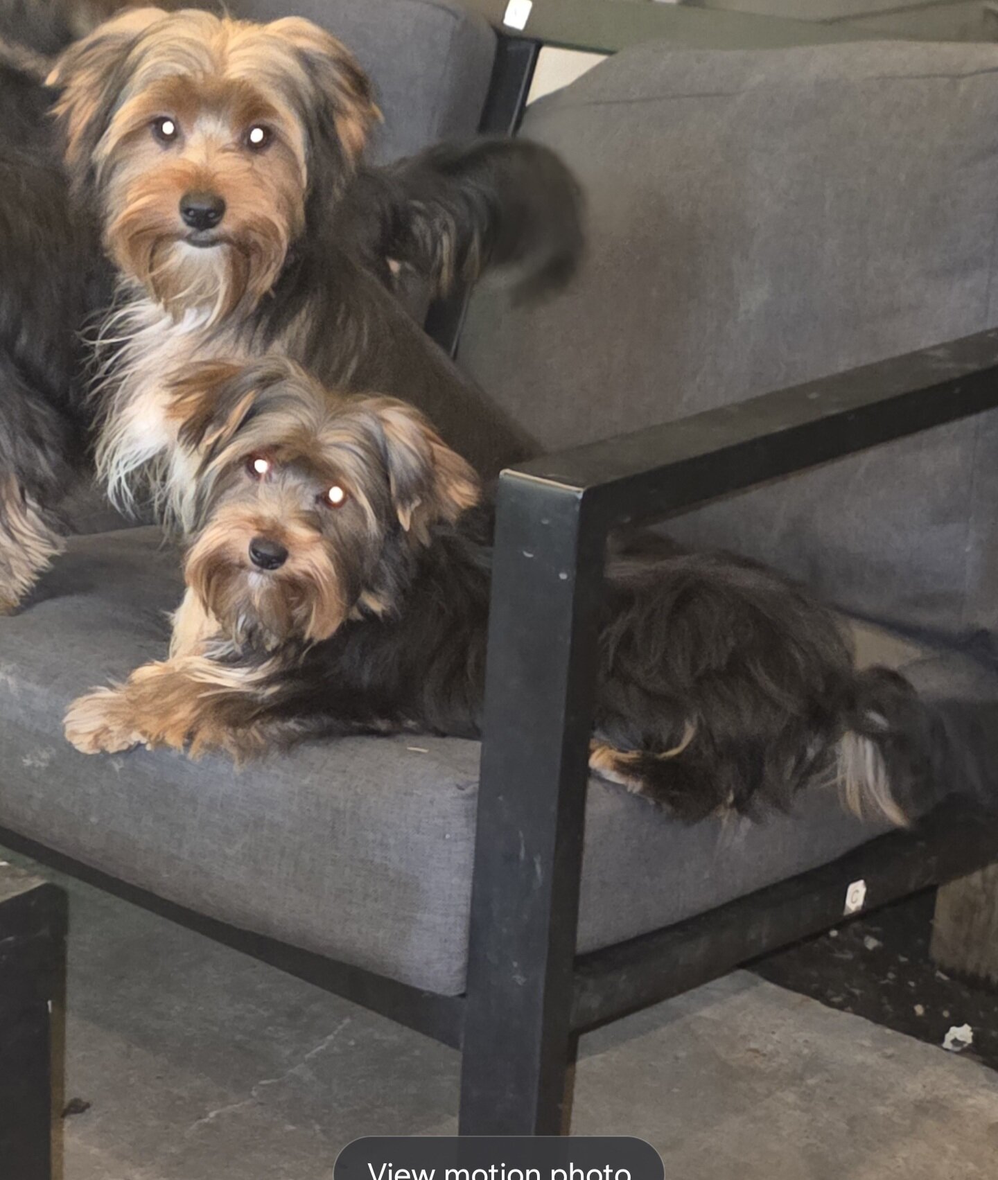 2 Yorkie puppies image 4