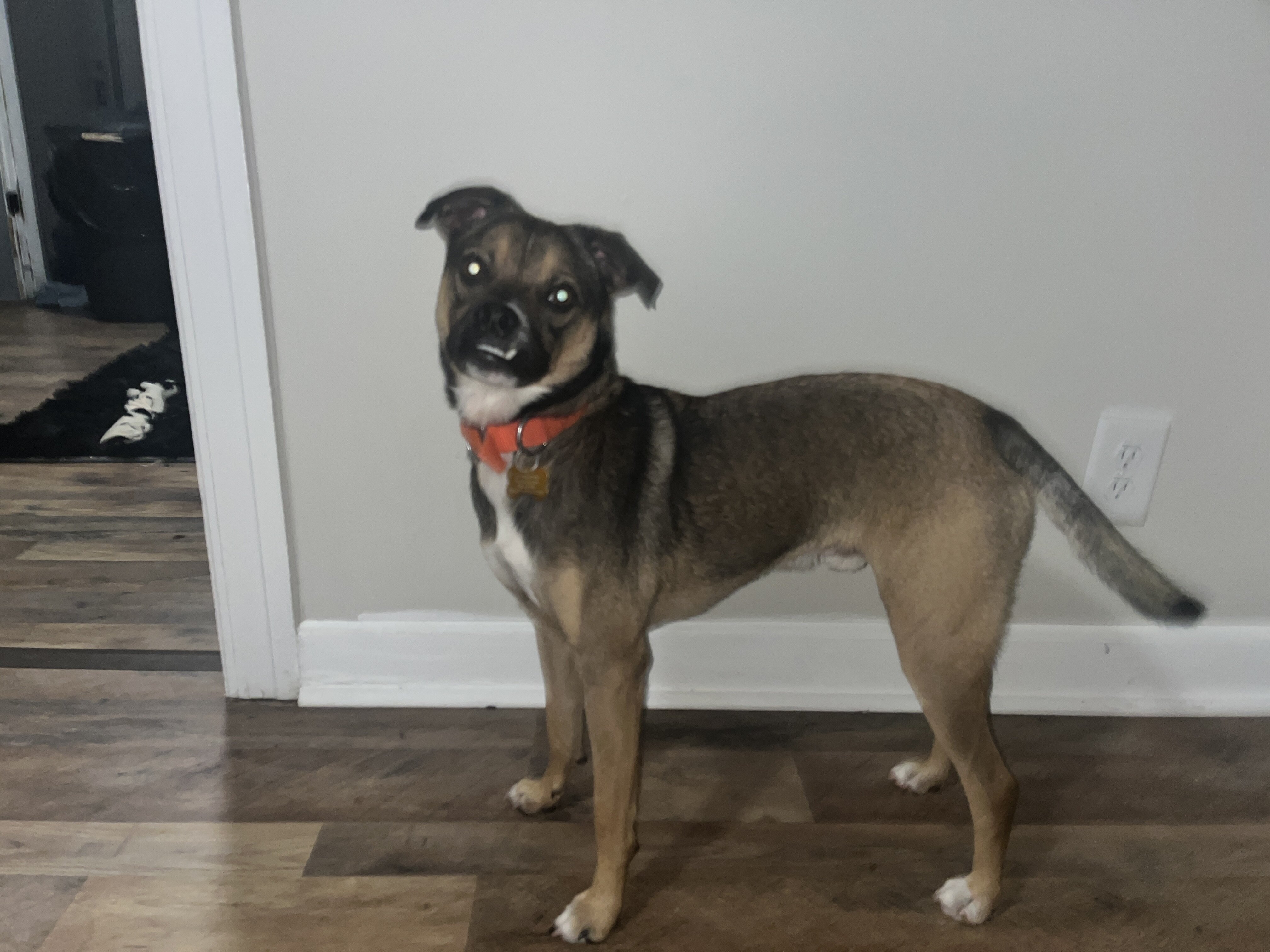 Pug and Australian Cattle Dog image 3