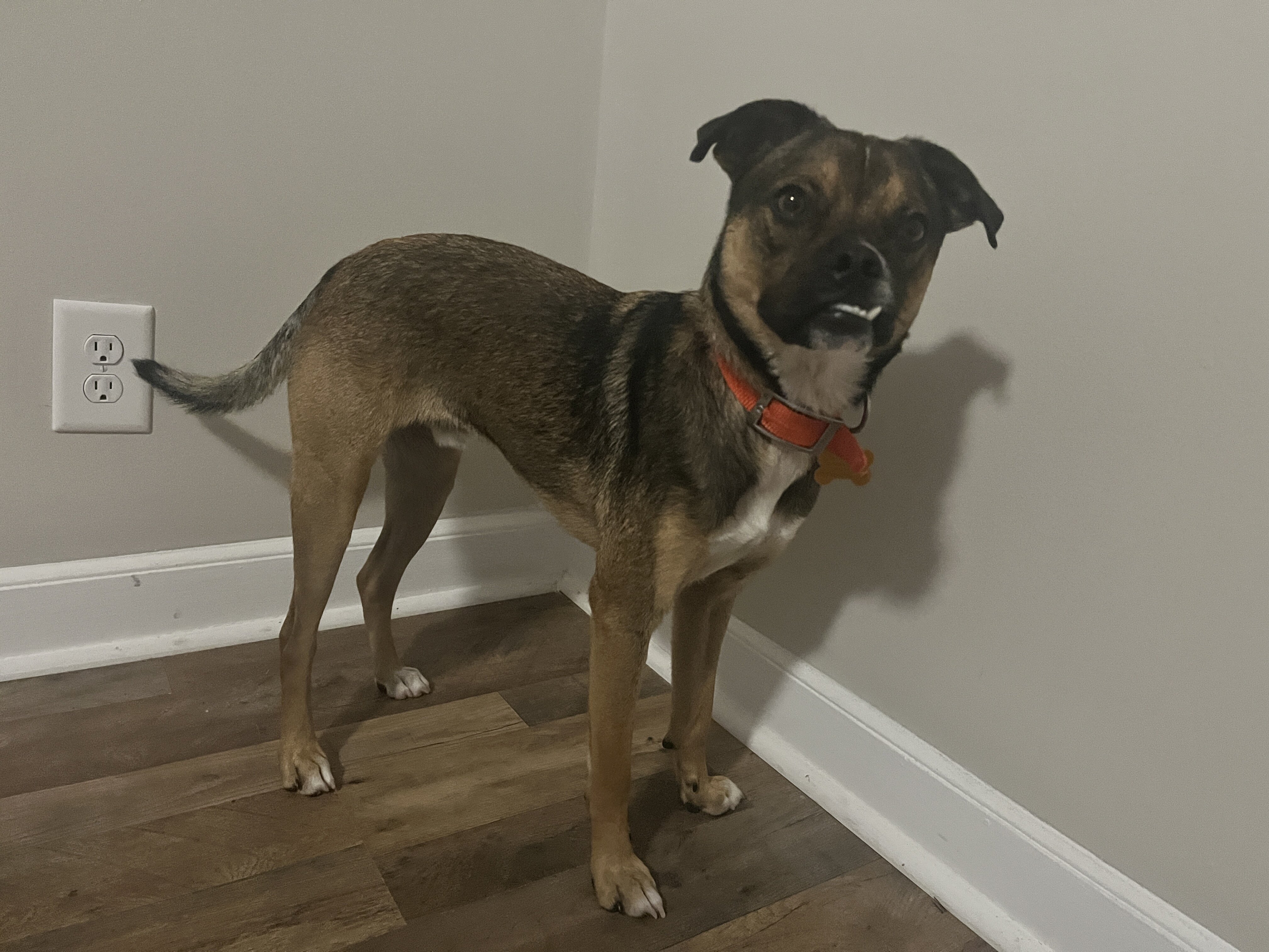 Pug and Australian Cattle Dog image 2