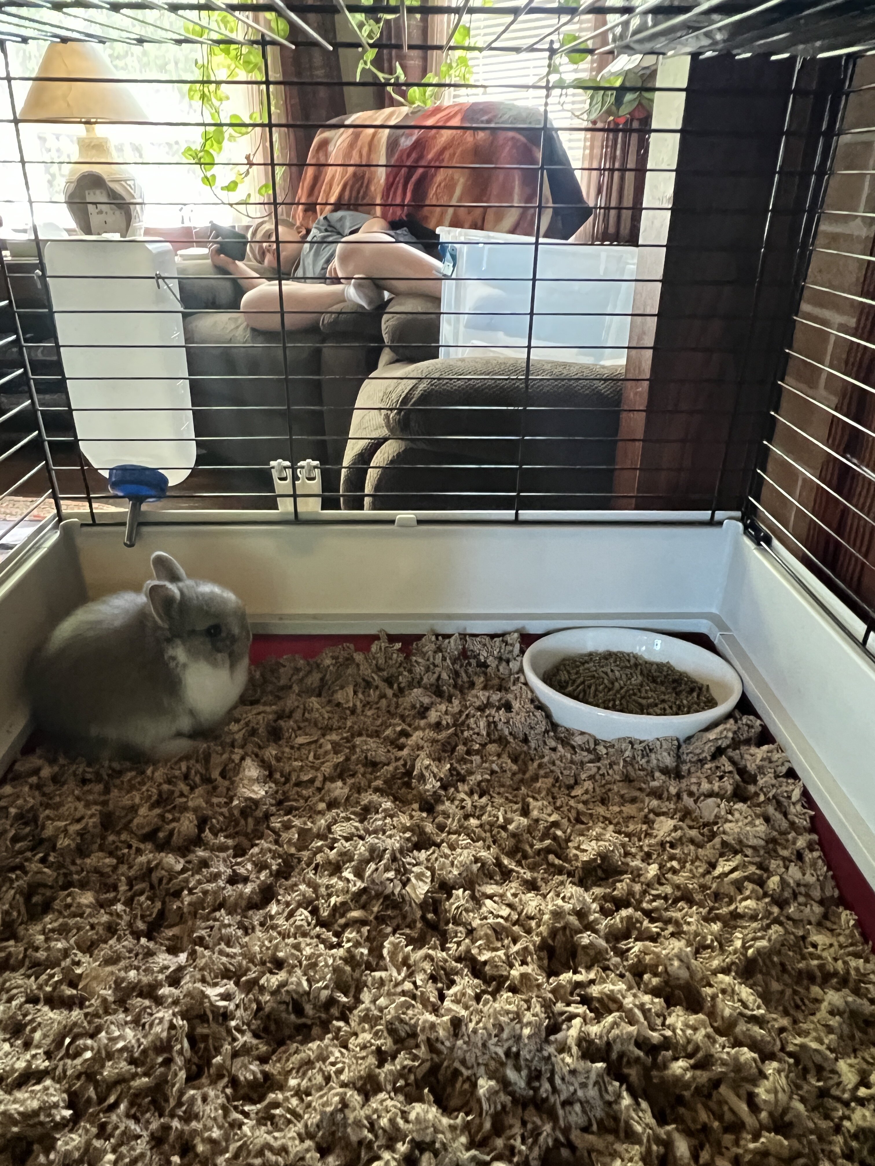 Netherland Dwarf rabbit image 1
