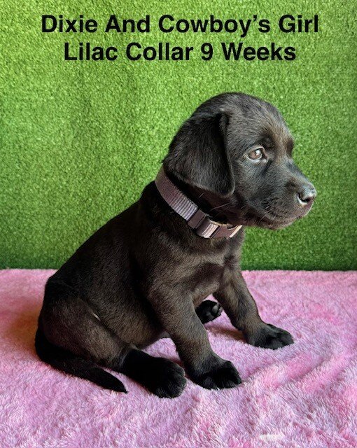 AKC Black Labrador Puppies image 3