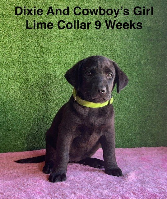 AKC Black Labrador Puppies image 4