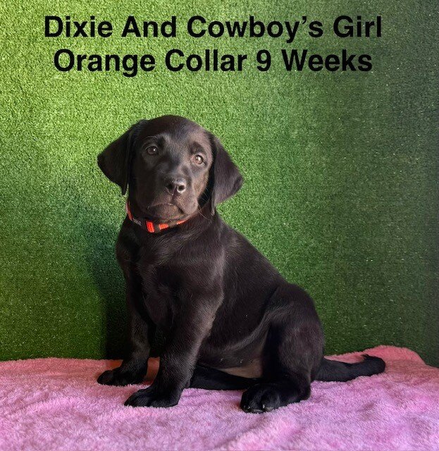 AKC Black Labrador Puppies image 2