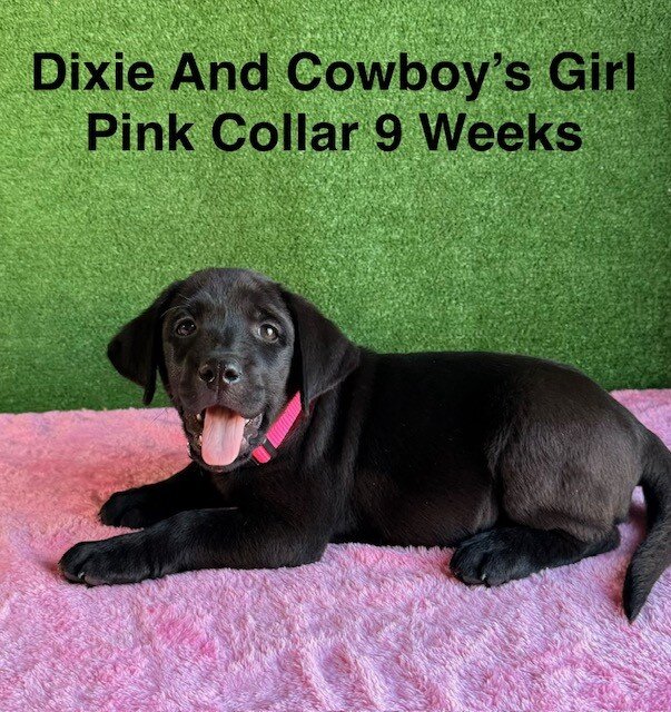 AKC Black Labrador Puppies image 1