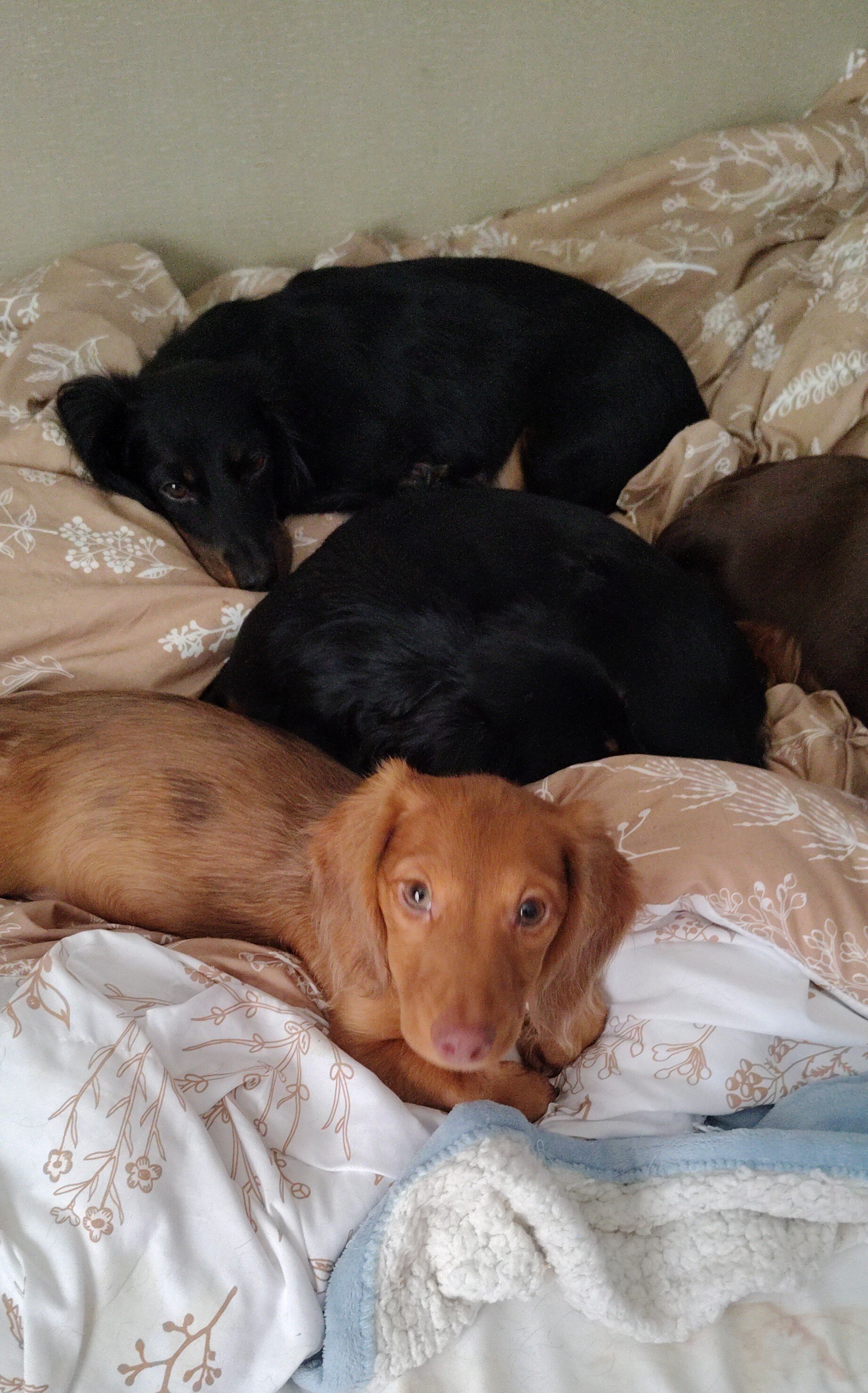 AKC miniature long haired Dachshund female image 2