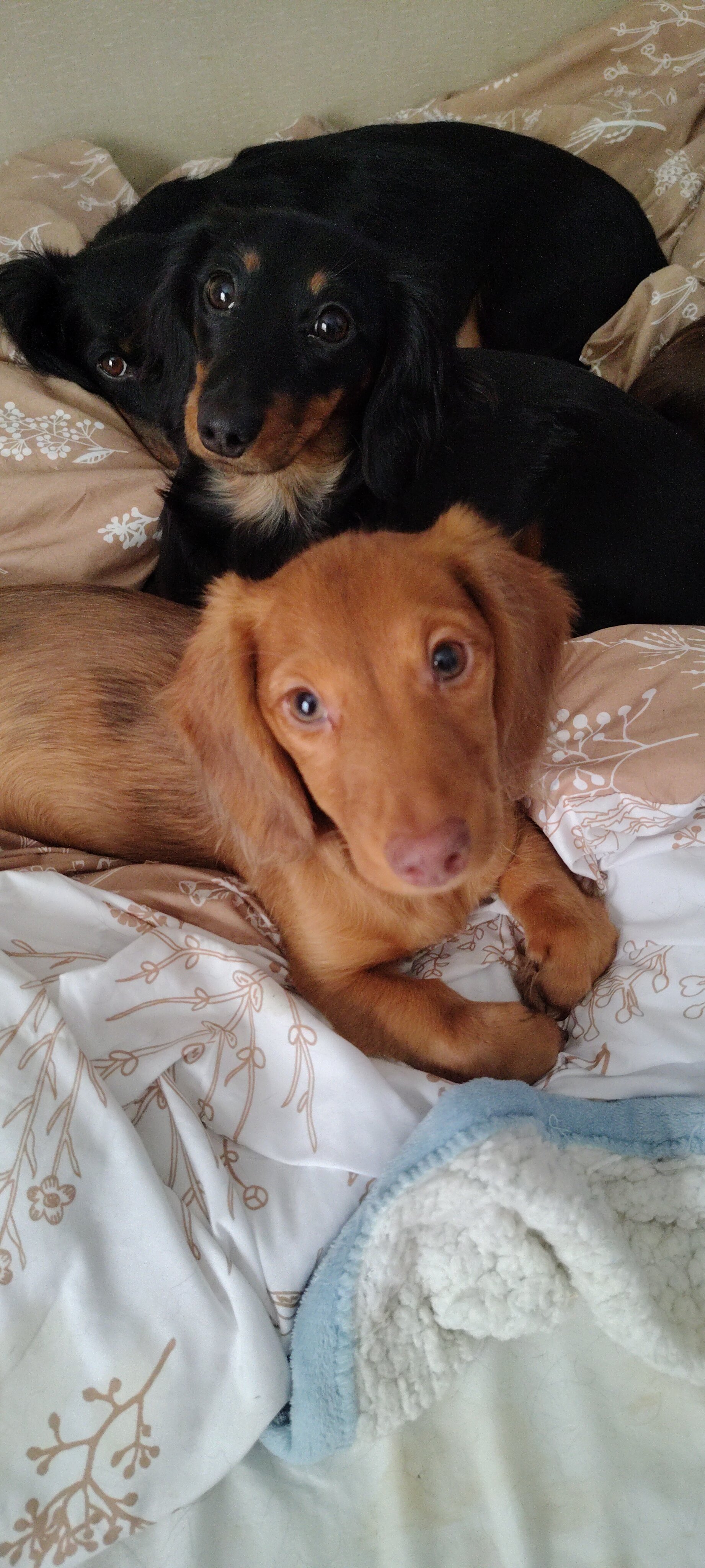 AKC miniature long haired Dachshund female image 1