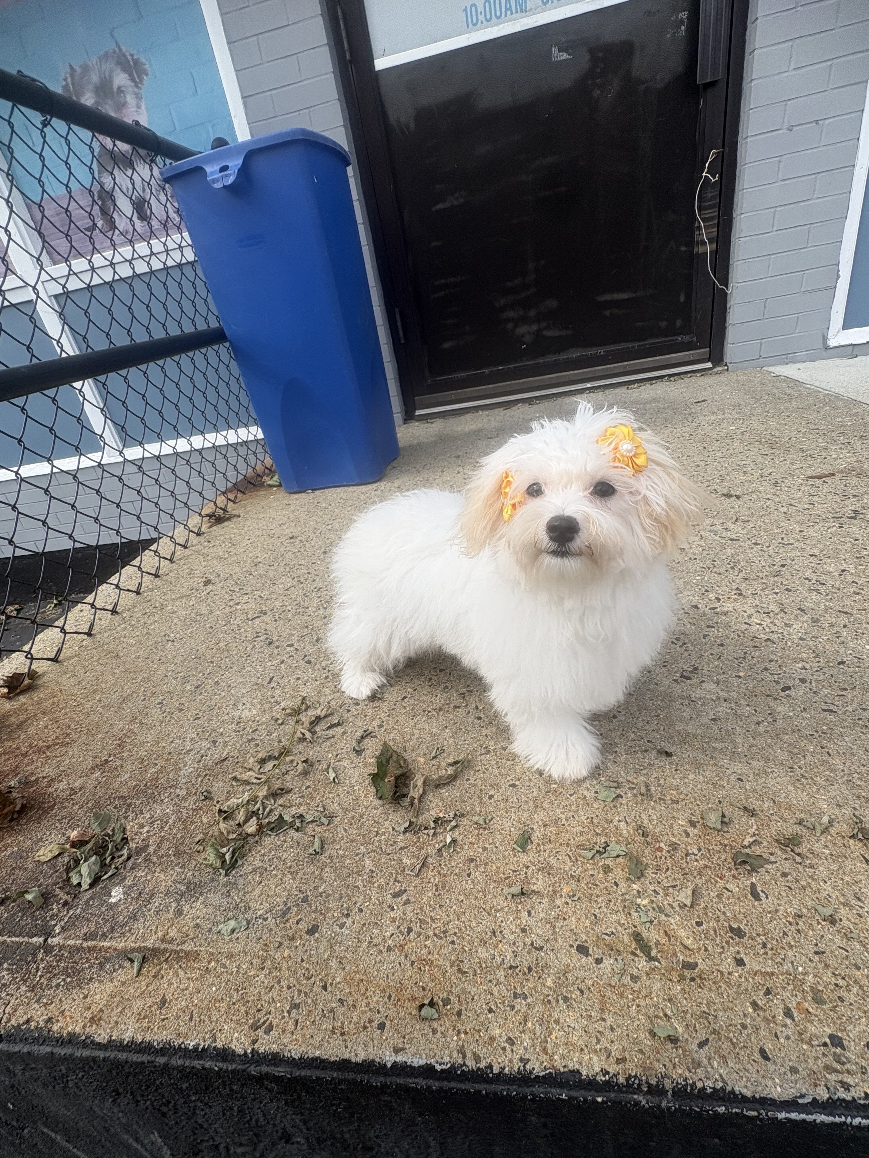 Havanese and Maltese mix image 1