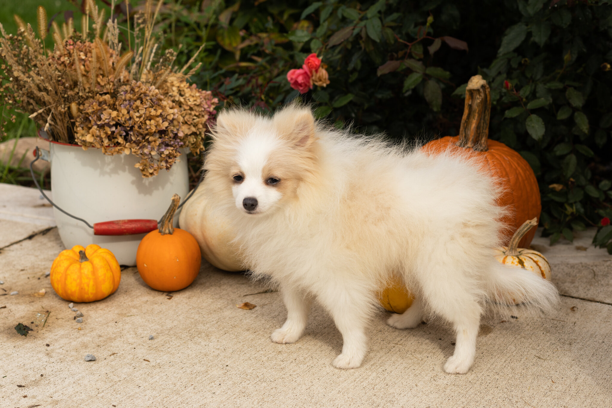 AKC pomeranian male puppy in Indiana (Bimbo) image 1