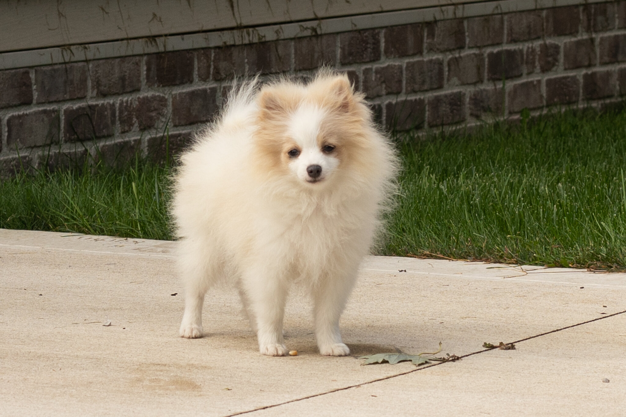AKC pomeranian male puppy in Indiana (Bimbo) image 2