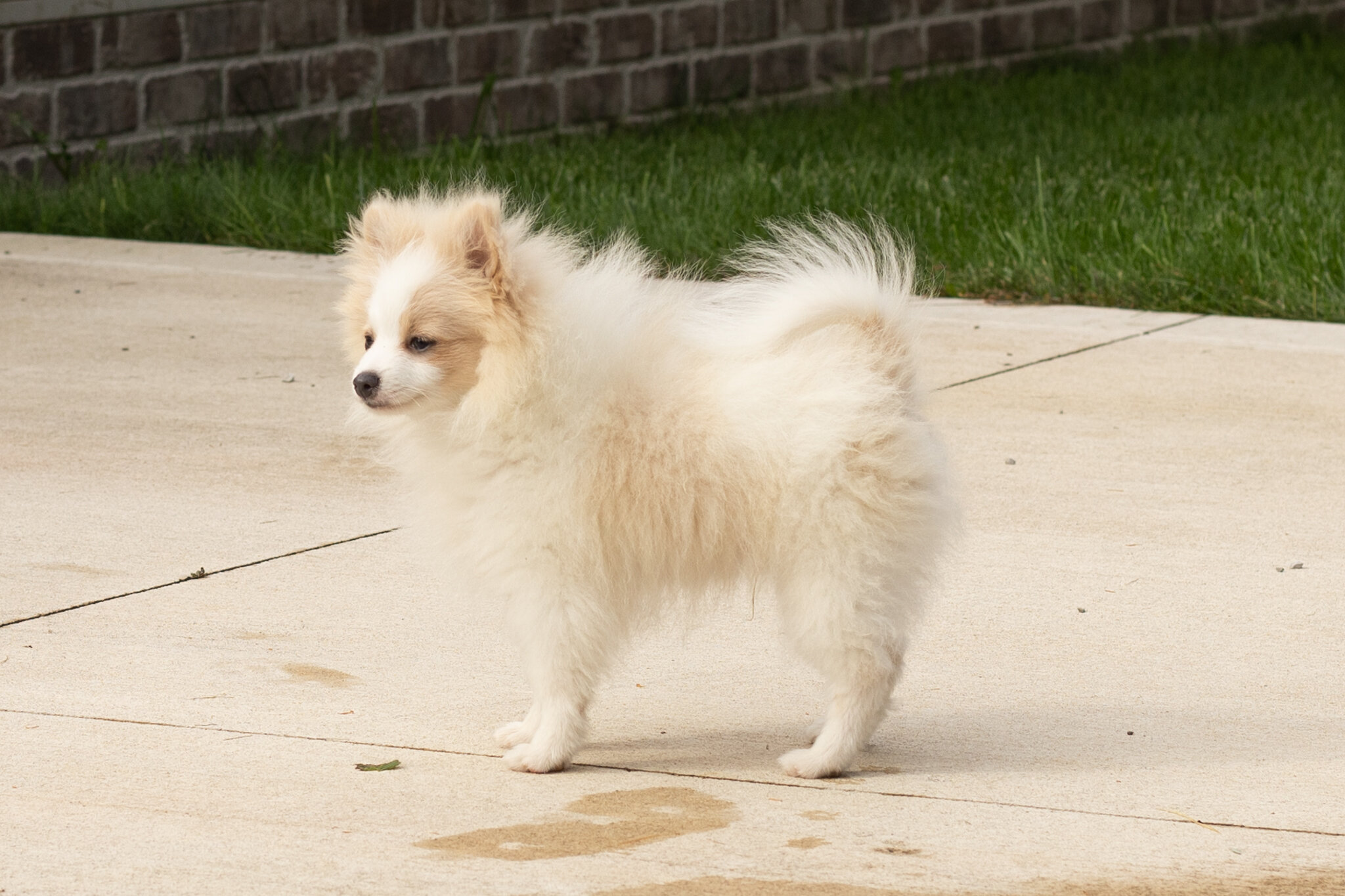 AKC pomeranian male puppy in Indiana (Bimbo) image 3