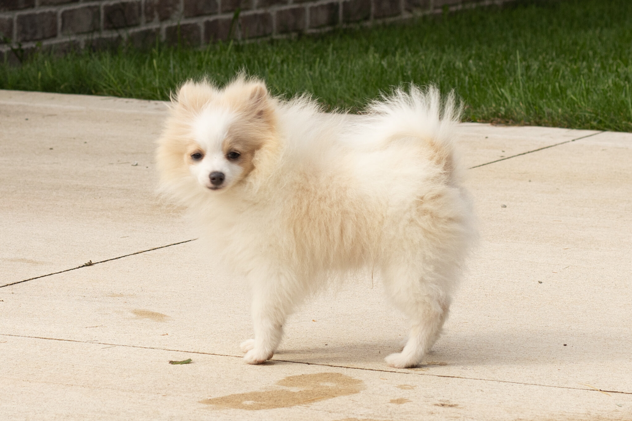AKC pomeranian male puppy in Indiana (Bimbo) image 4