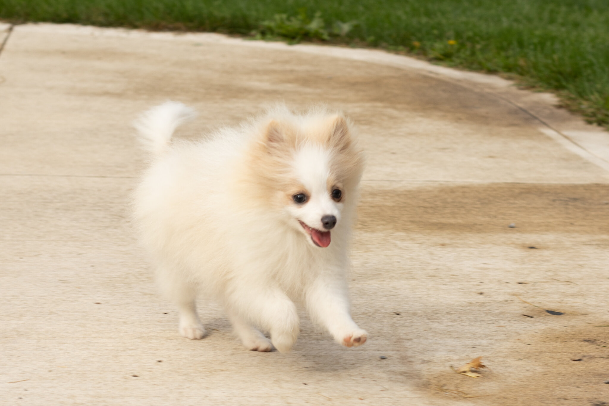 AKC pomeranian male puppy in Indiana (Bimbo) image 5