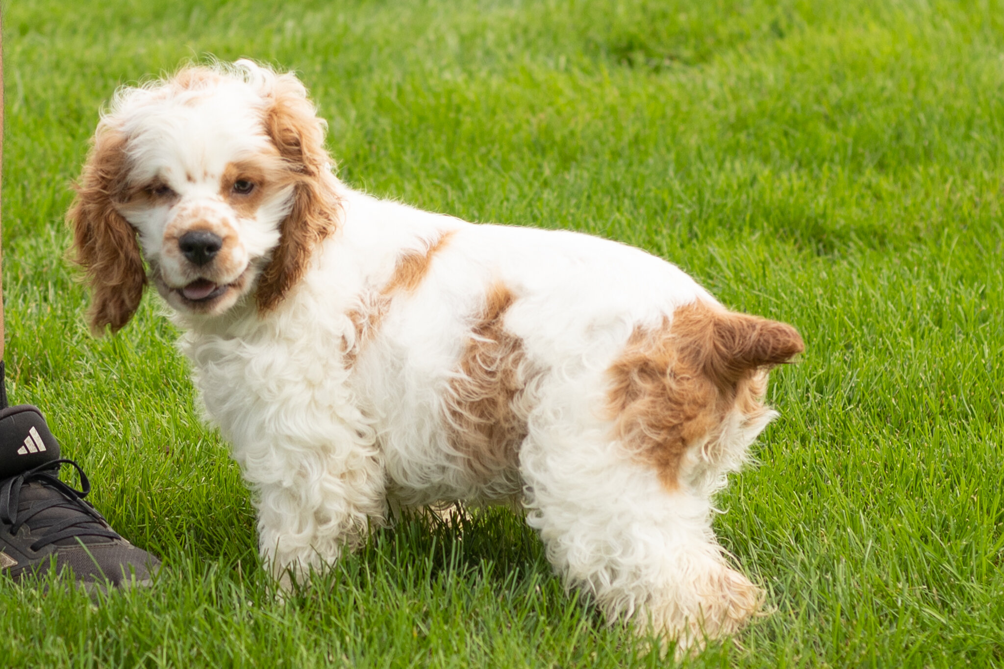 AKC Cocker Spaniel male pup in Indiana (Reggie) image 3