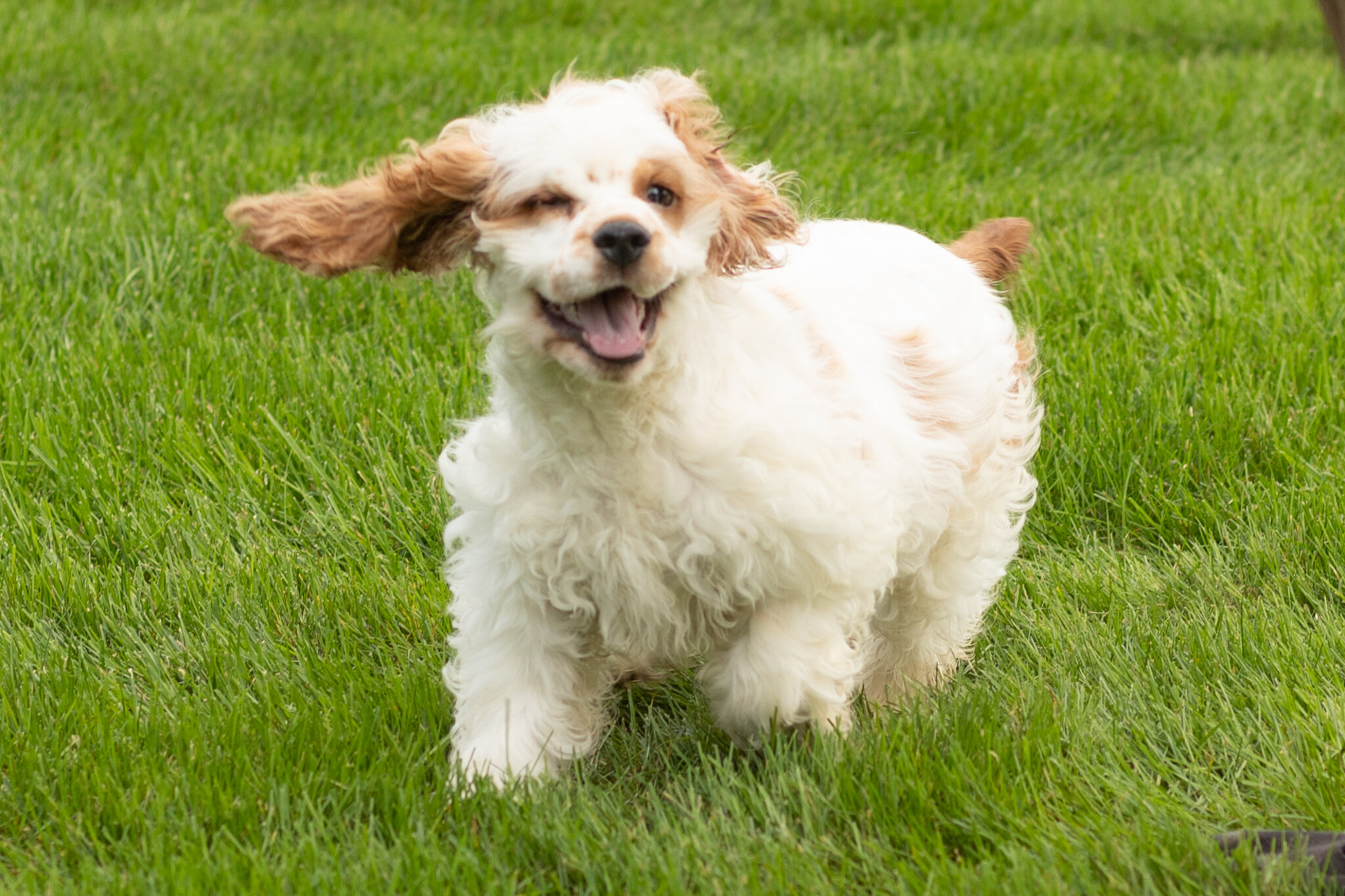 AKC Cocker Spaniel male pup in Indiana (Reggie) image 2