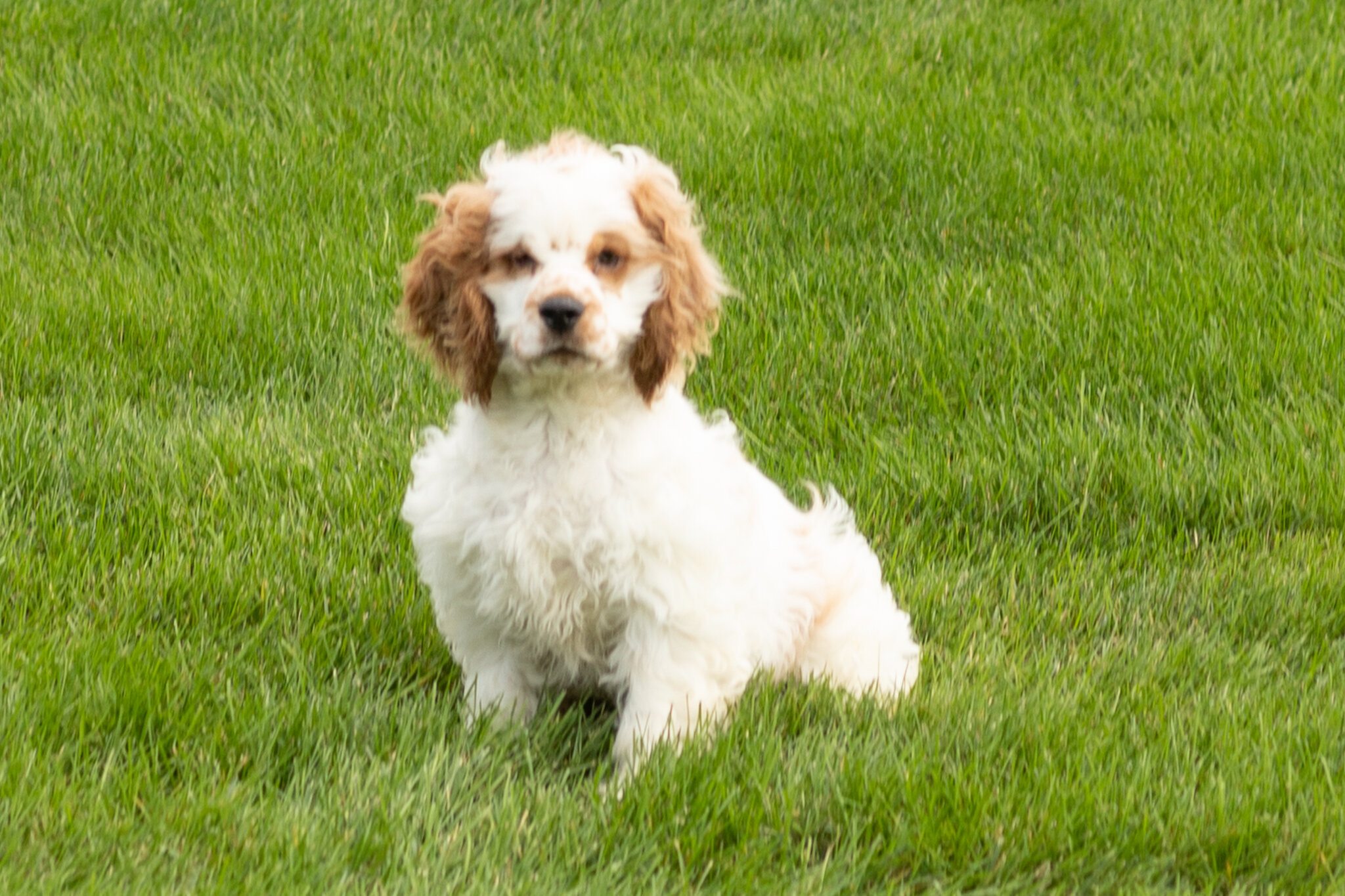 AKC Cocker Spaniel male pup in Indiana (Reggie) image 1