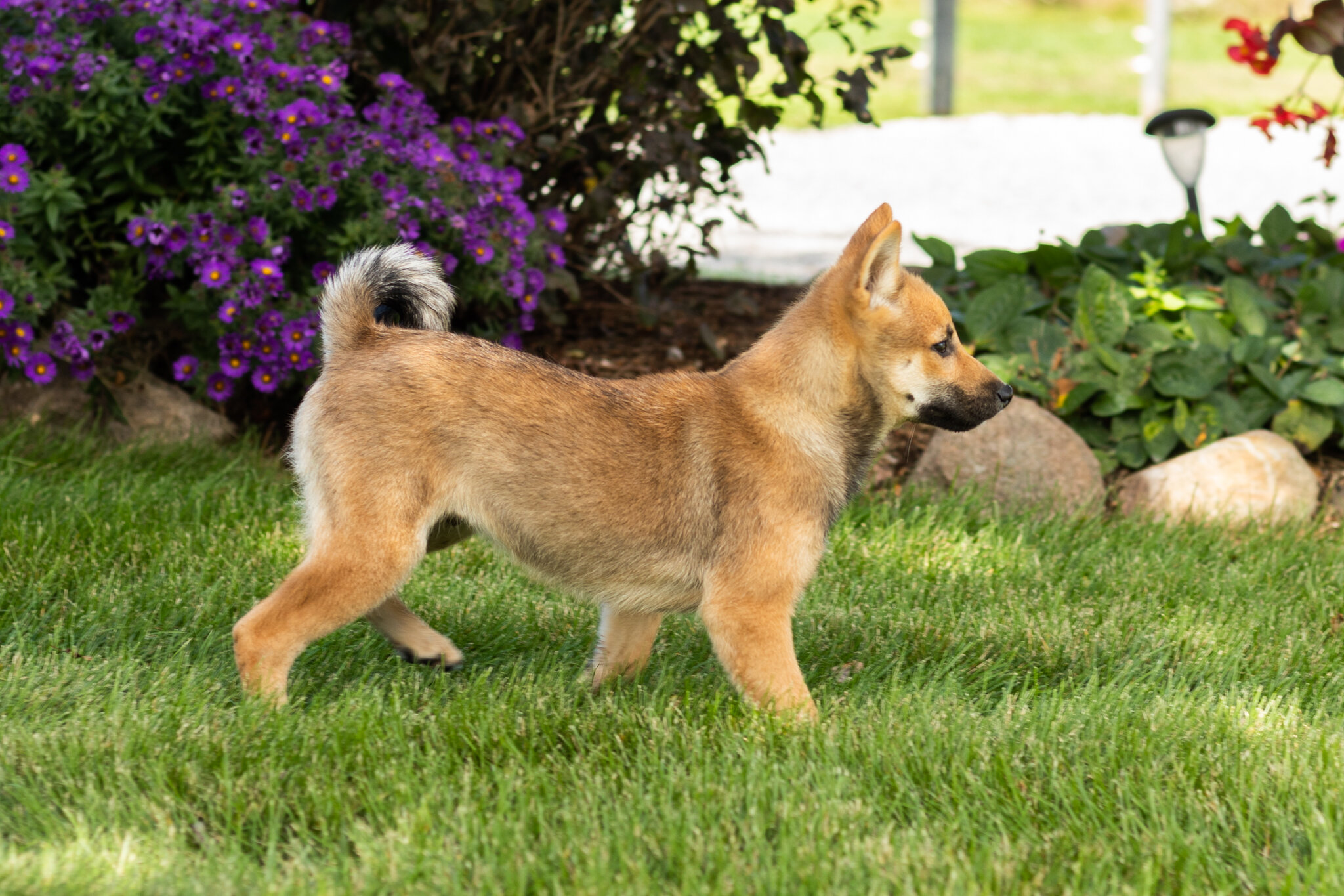 AKC Shiba Inu male pup in Indiana (Brent) image 2