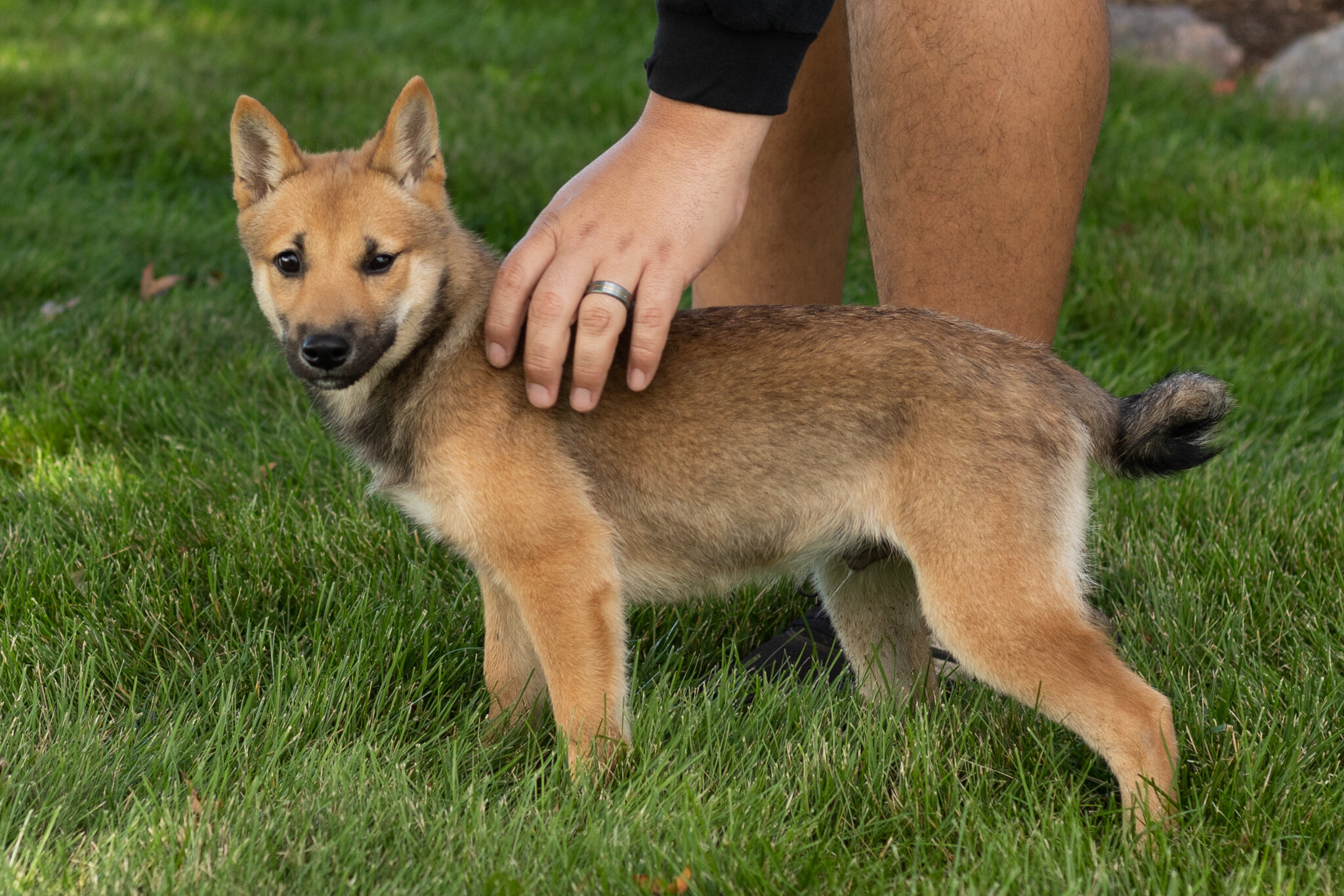 AKC Shiba Inu male pup in Indiana (Brent) image 3