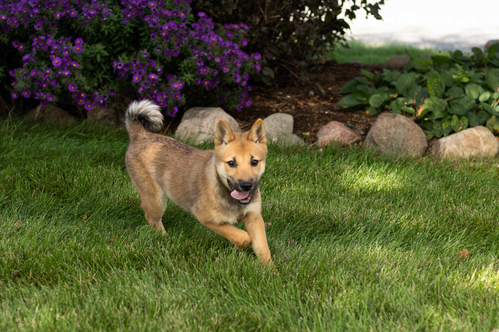 AKC Shiba Inu male pup in Indiana (Brent) image 4