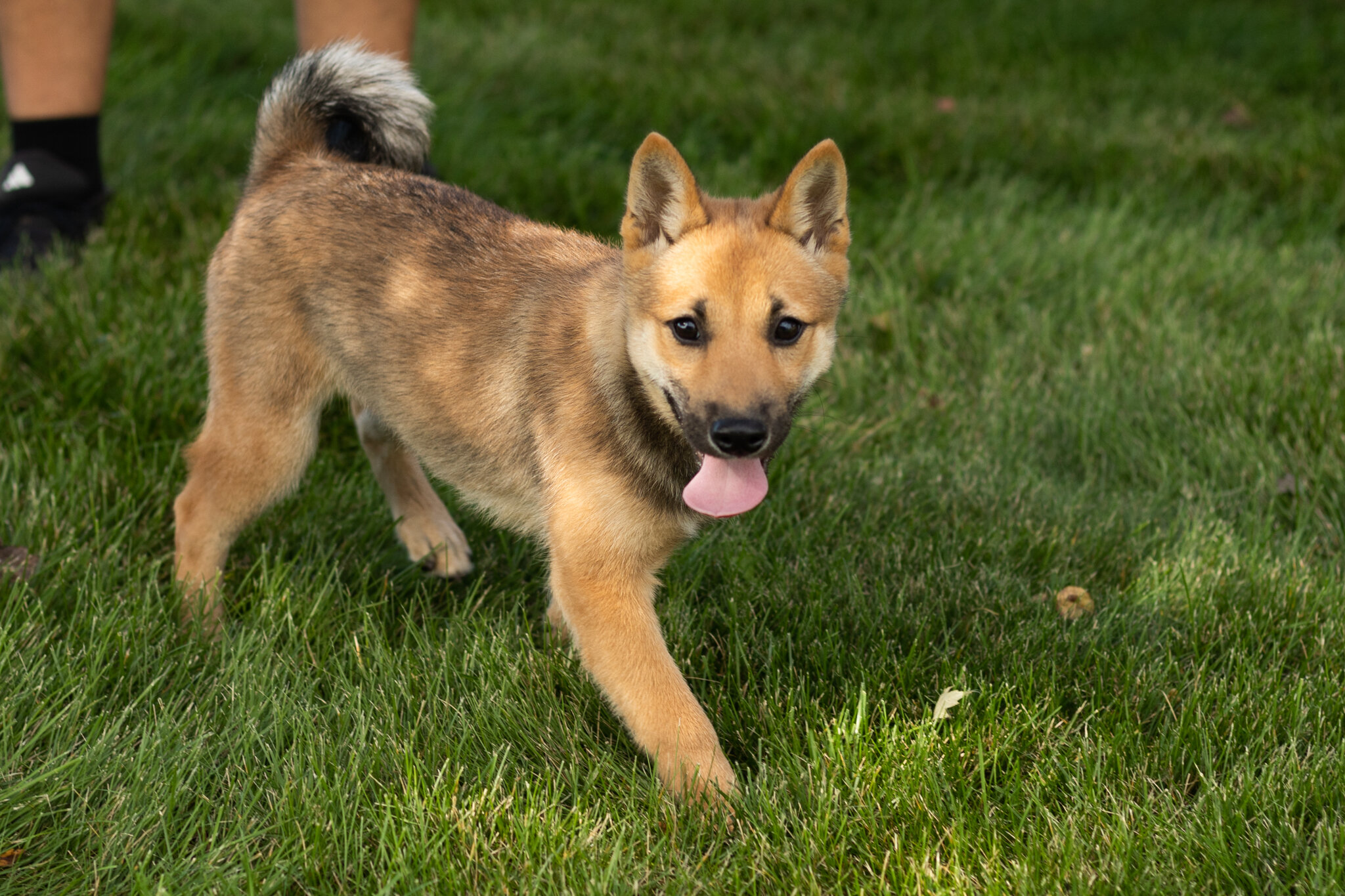 AKC Shiba Inu male pup in Indiana (Brent) image 1