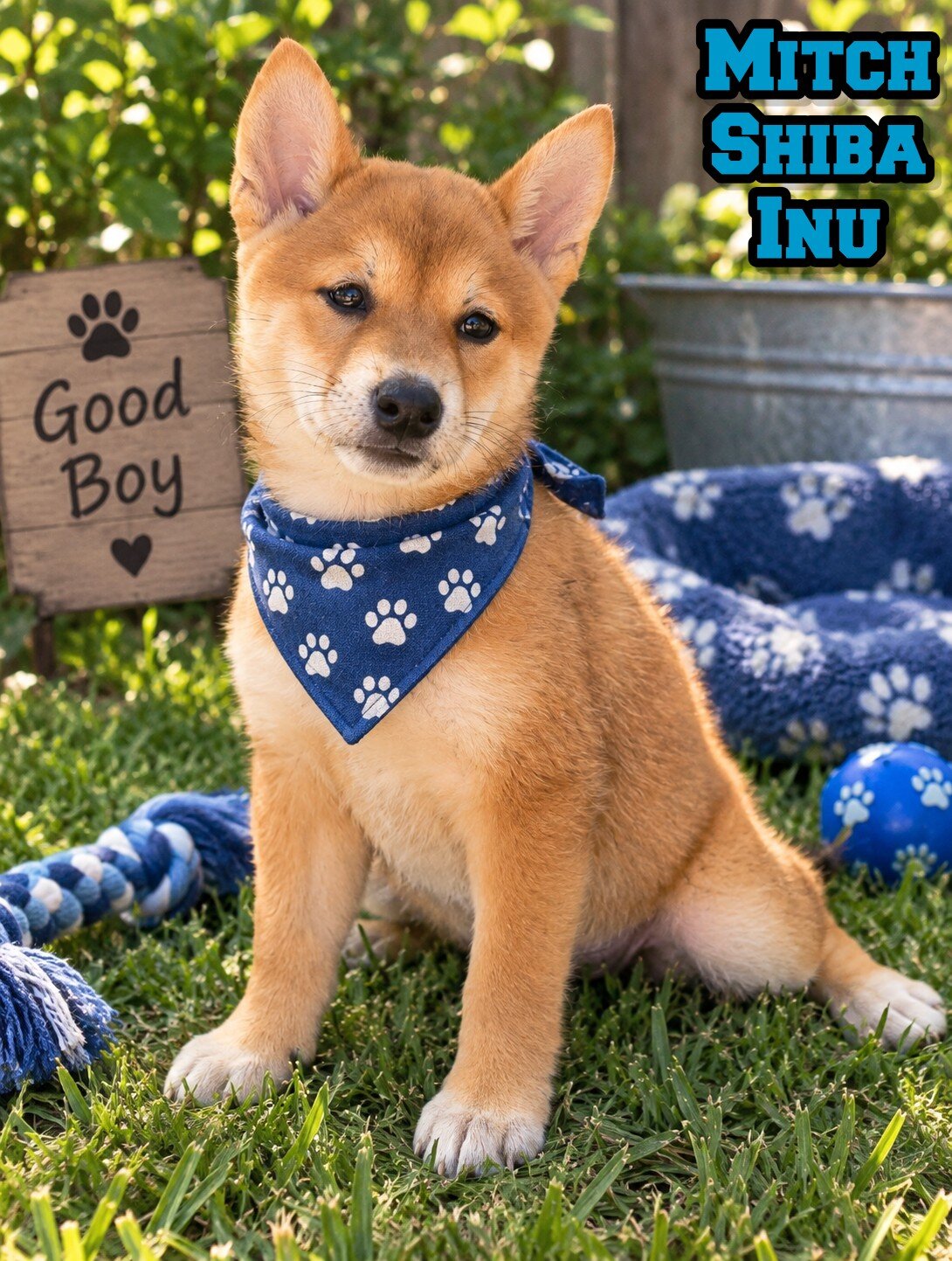 Mitch Male Shiba Inu image 1