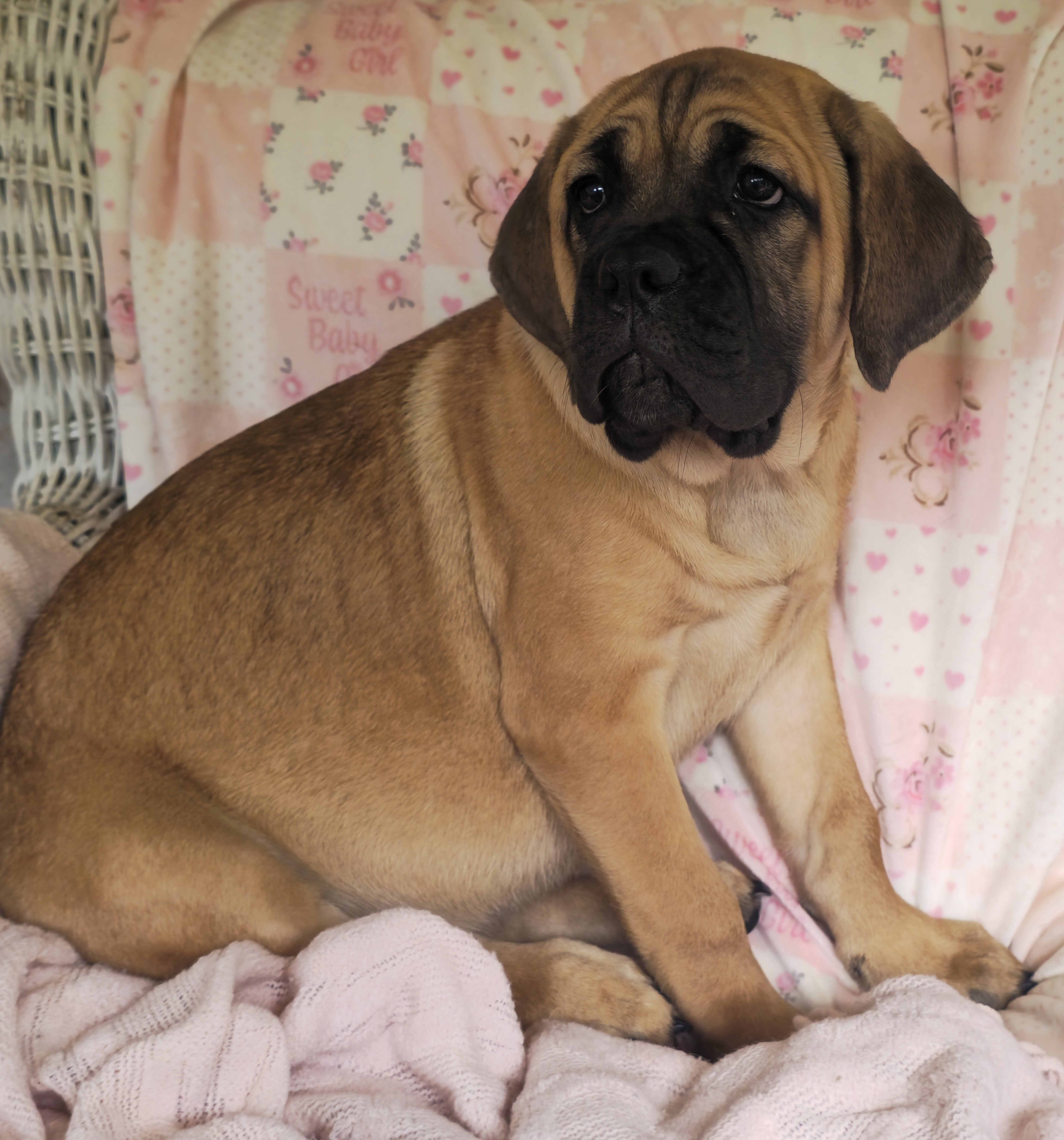 Abby WEEKEND SPECIAL $300 OFF image 1