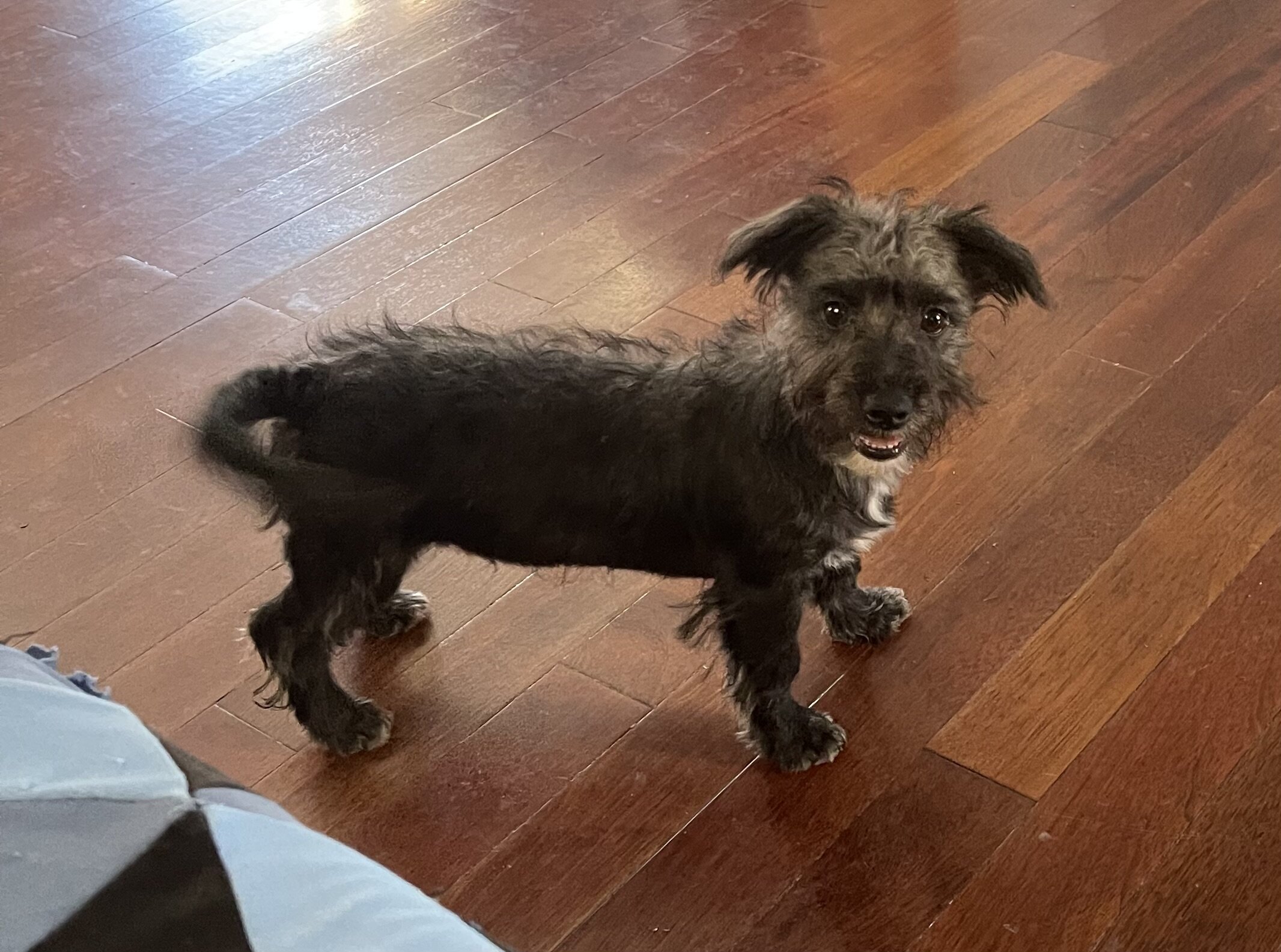 Marco the Yorkichon image 1