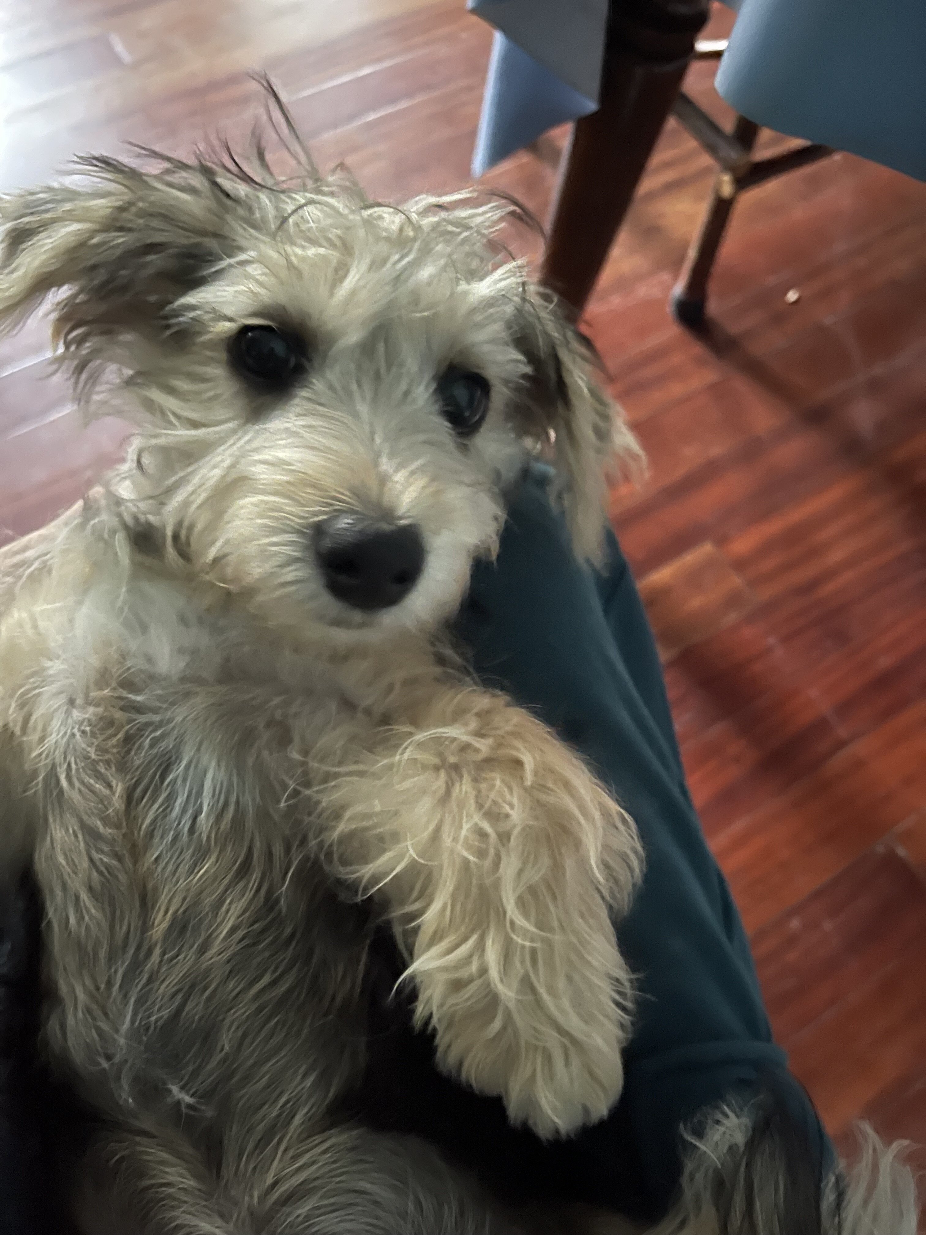 Major the Yorkichon image 2
