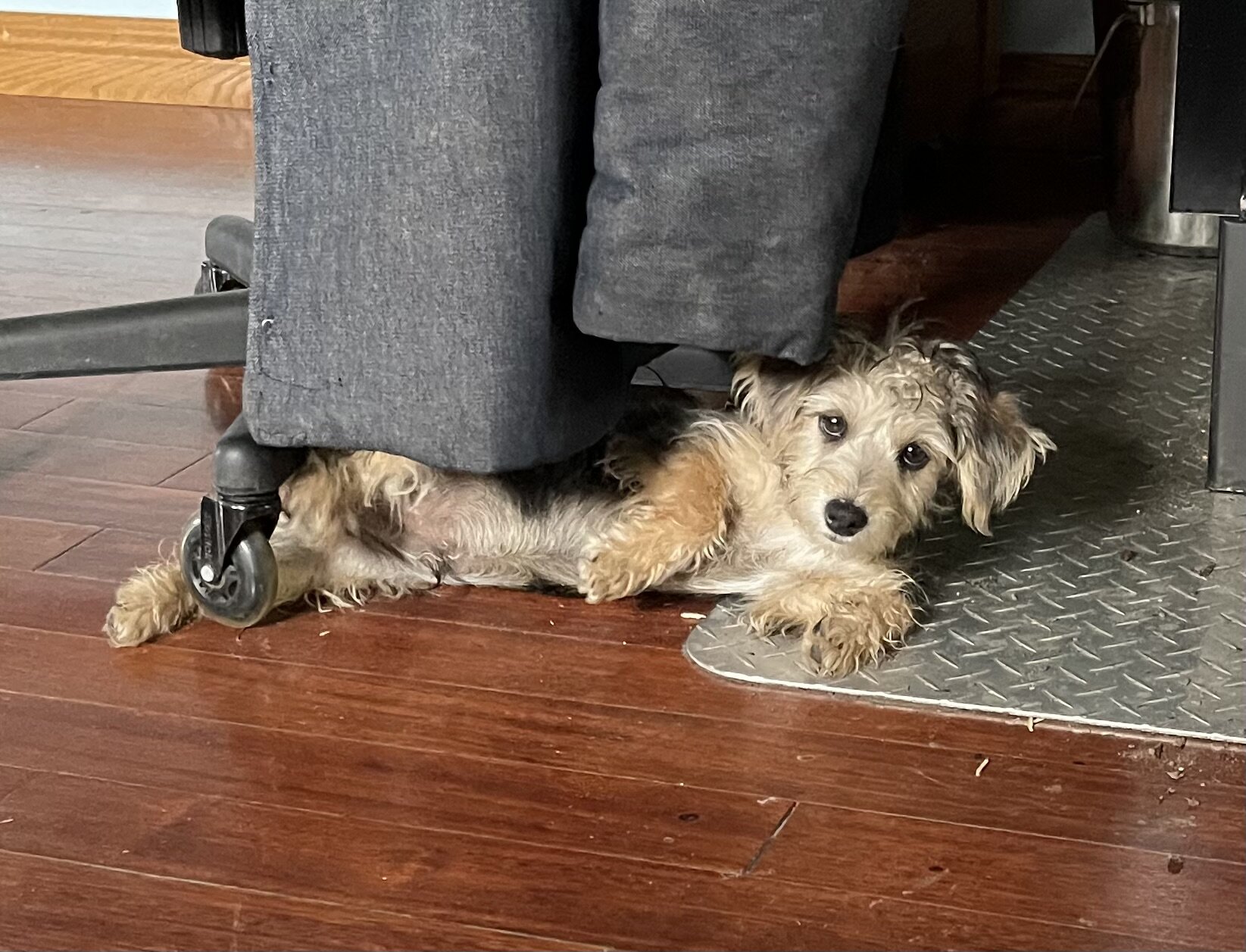 Major the Yorkichon image 1