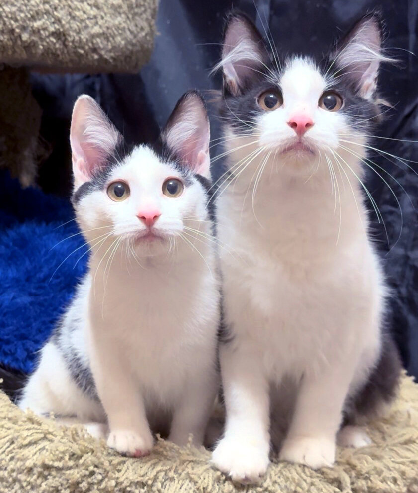 Kittens Male Black & White and Tabby & White image 3
