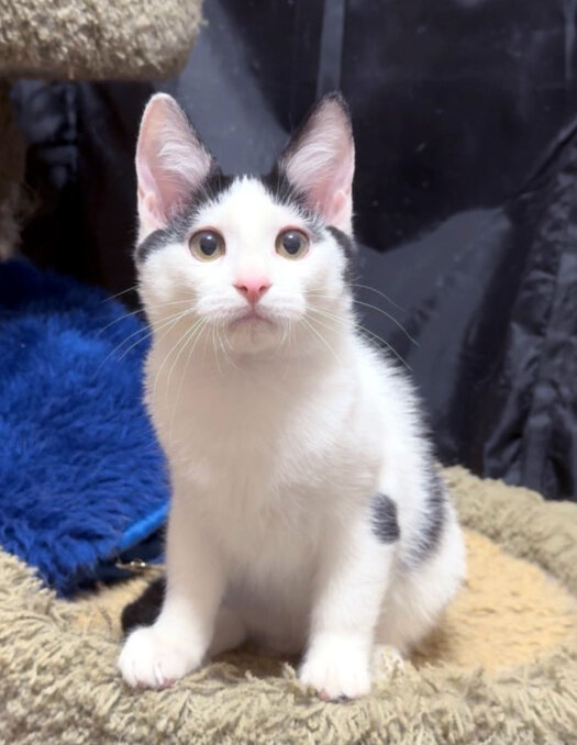 Kittens Male Black & White and Tabby & White image 4
