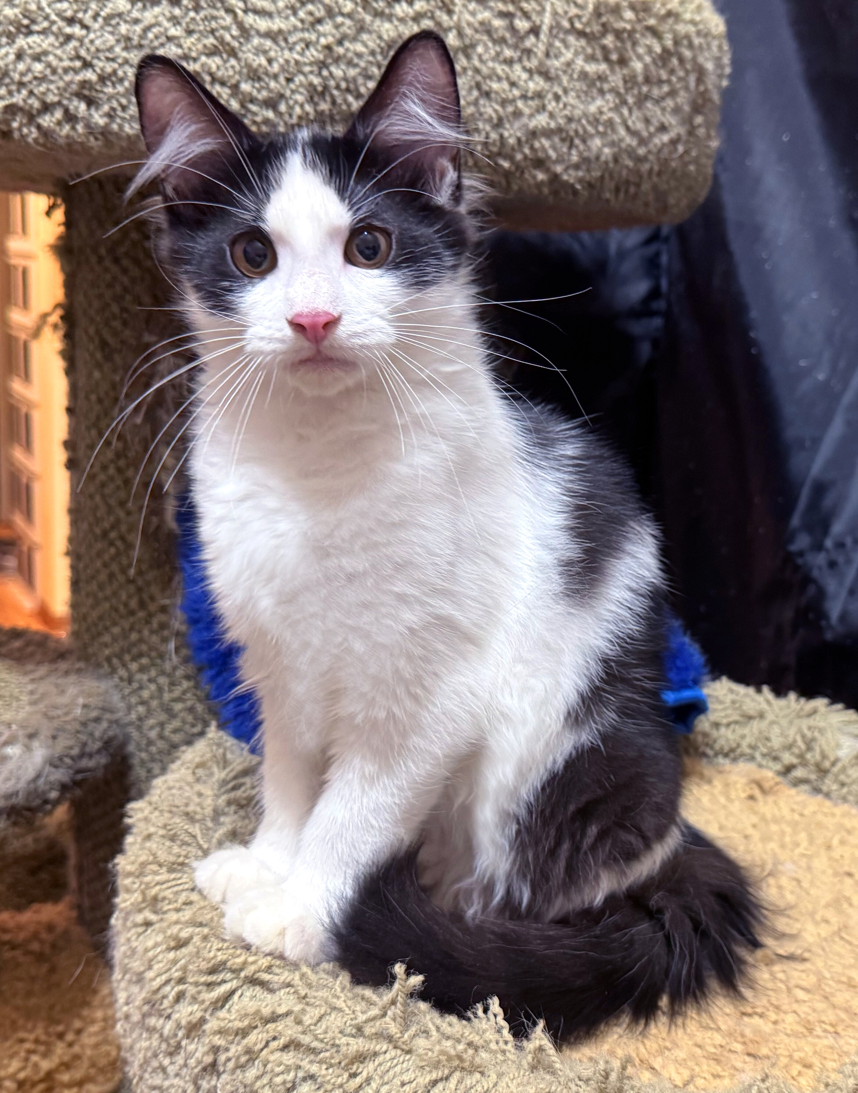 Kittens Male Black & White and Tabby & White image 1
