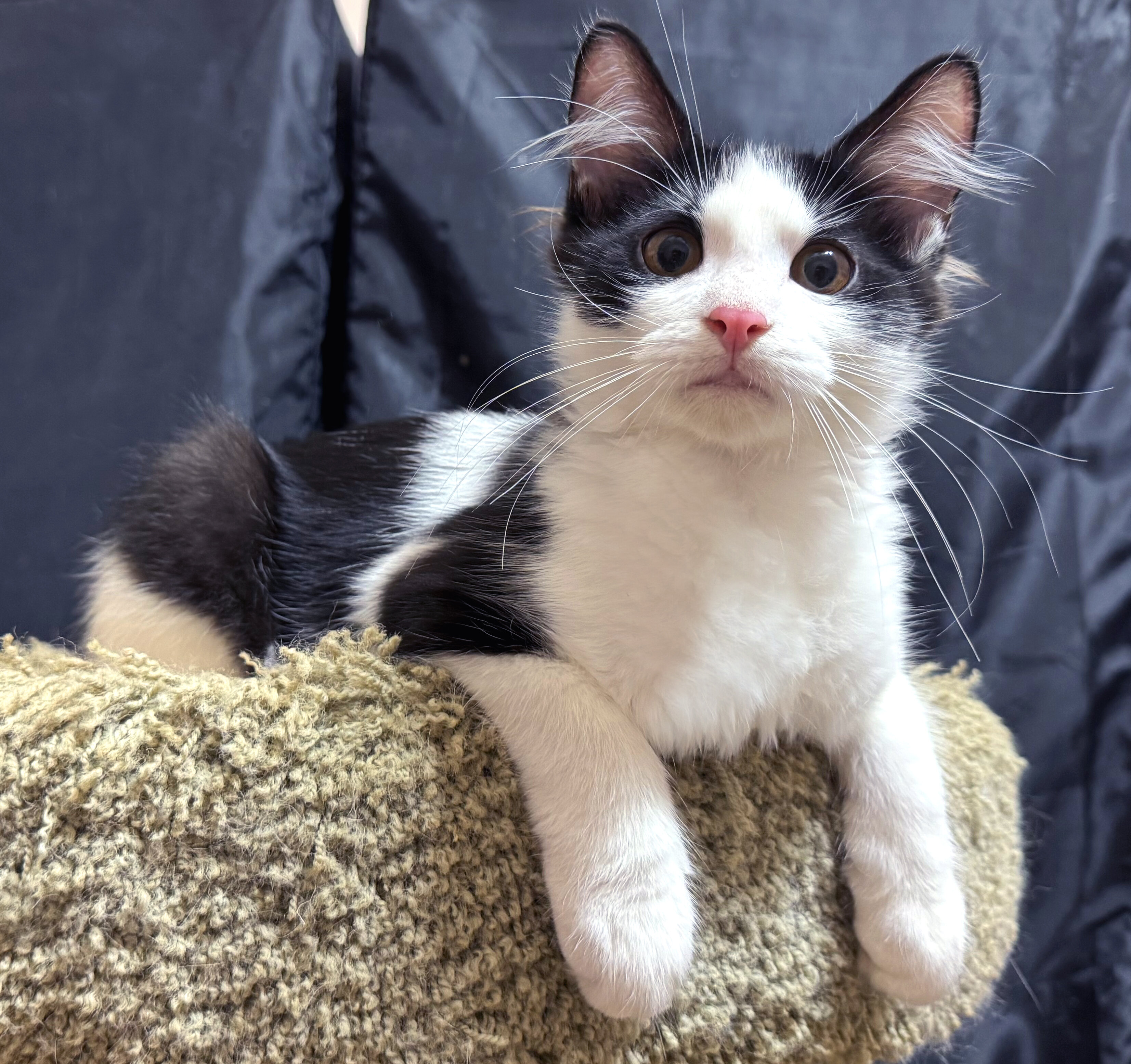 Kittens Male Black & White and Tabby & White image 2