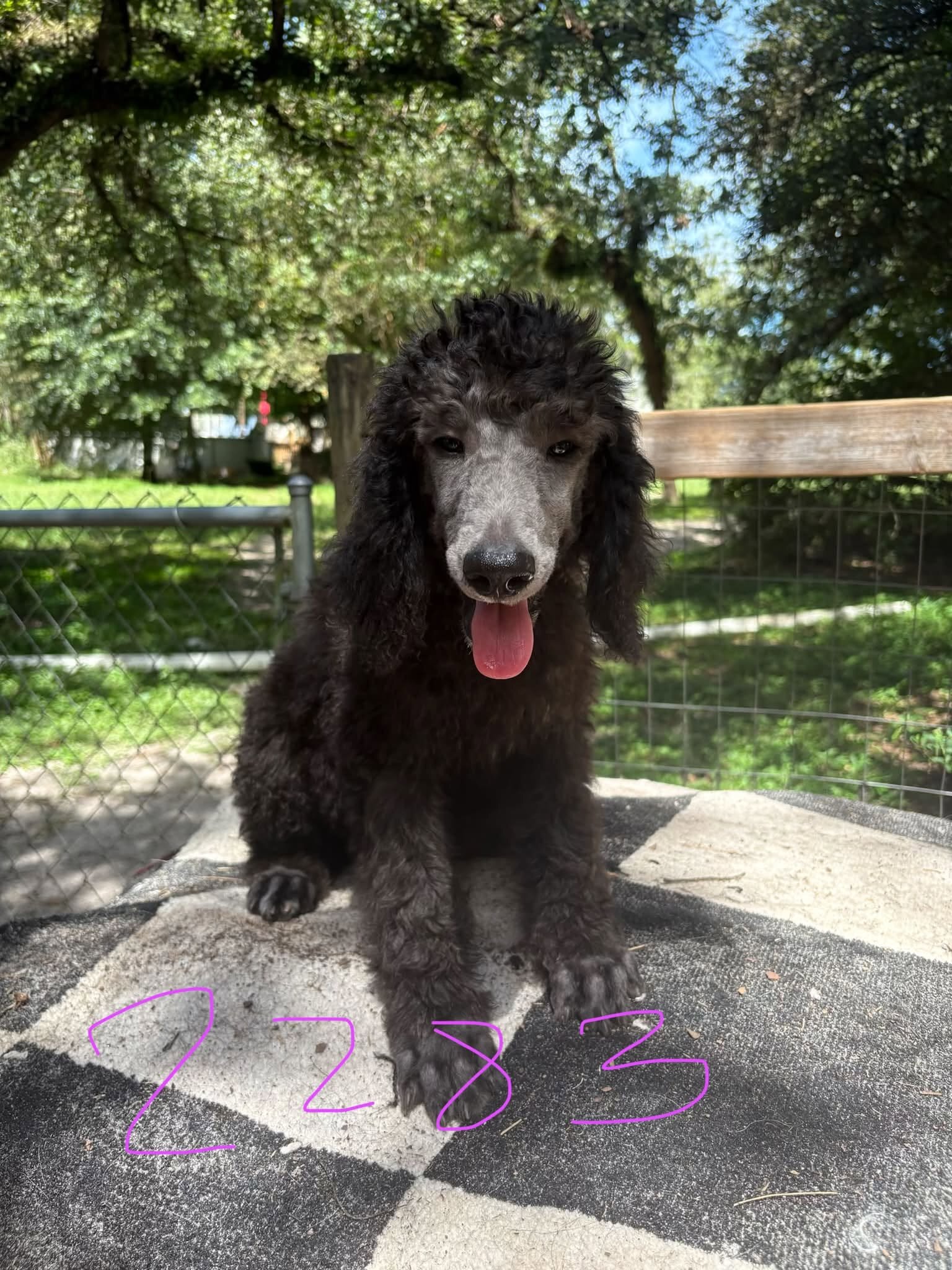 Standard poodle puppies image 2