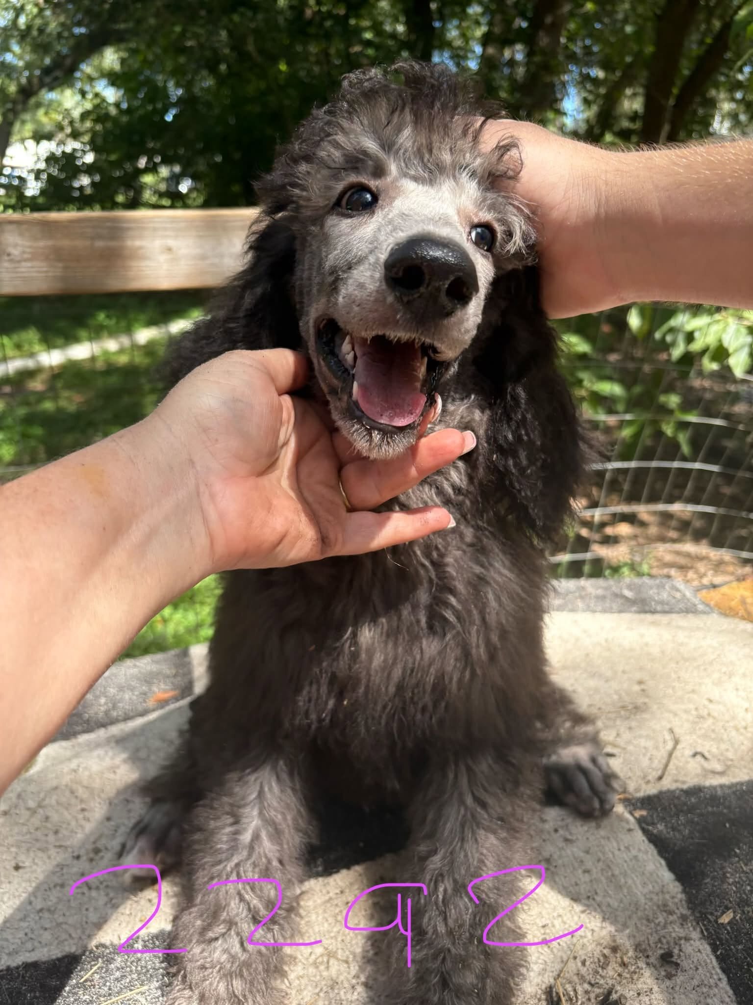 Standard poodle puppies image 1