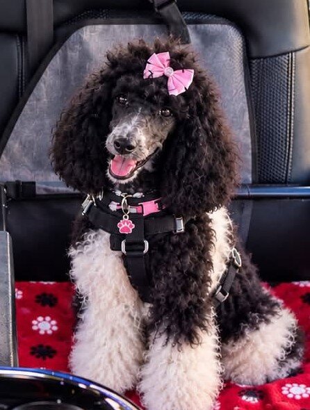 Poodle puppies image 1