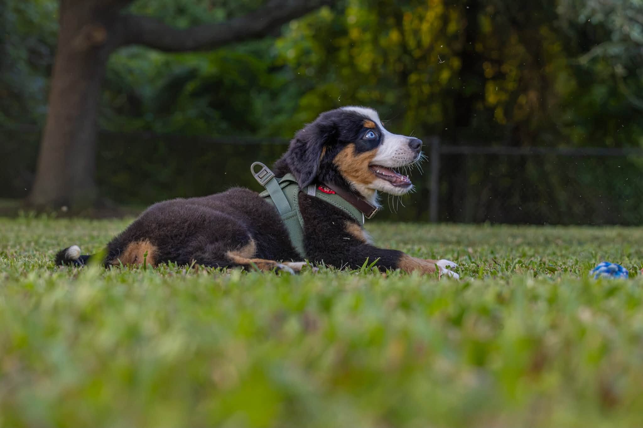 Australian mountain dog pups image 1