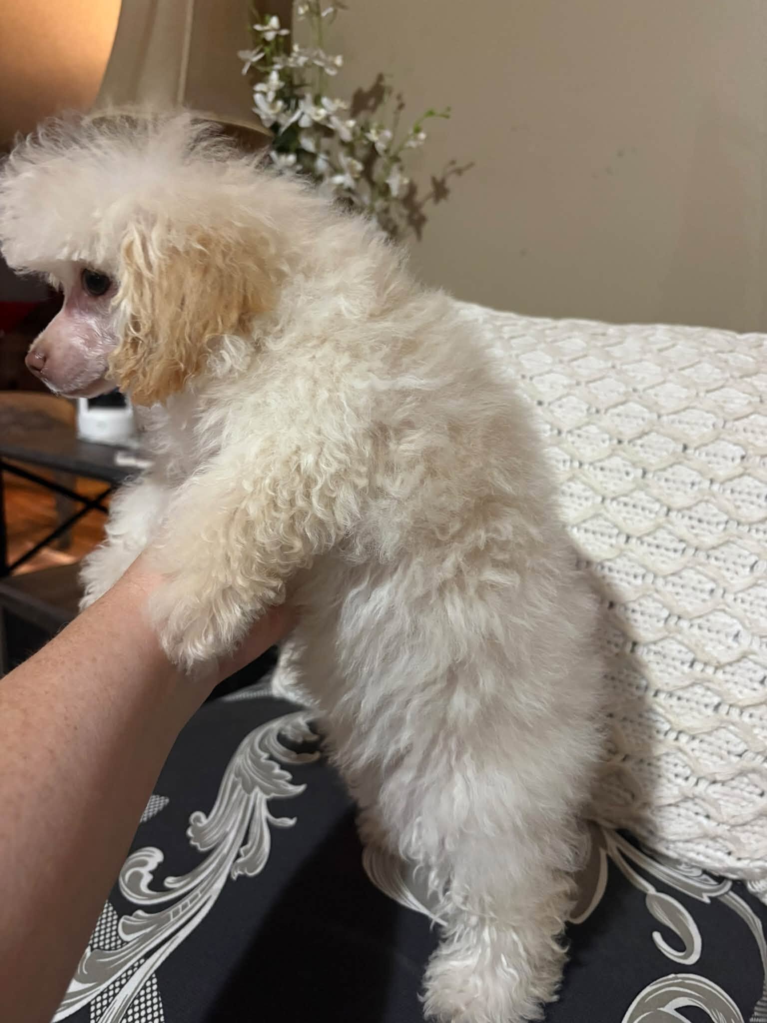 Morkipoo baby image 1
