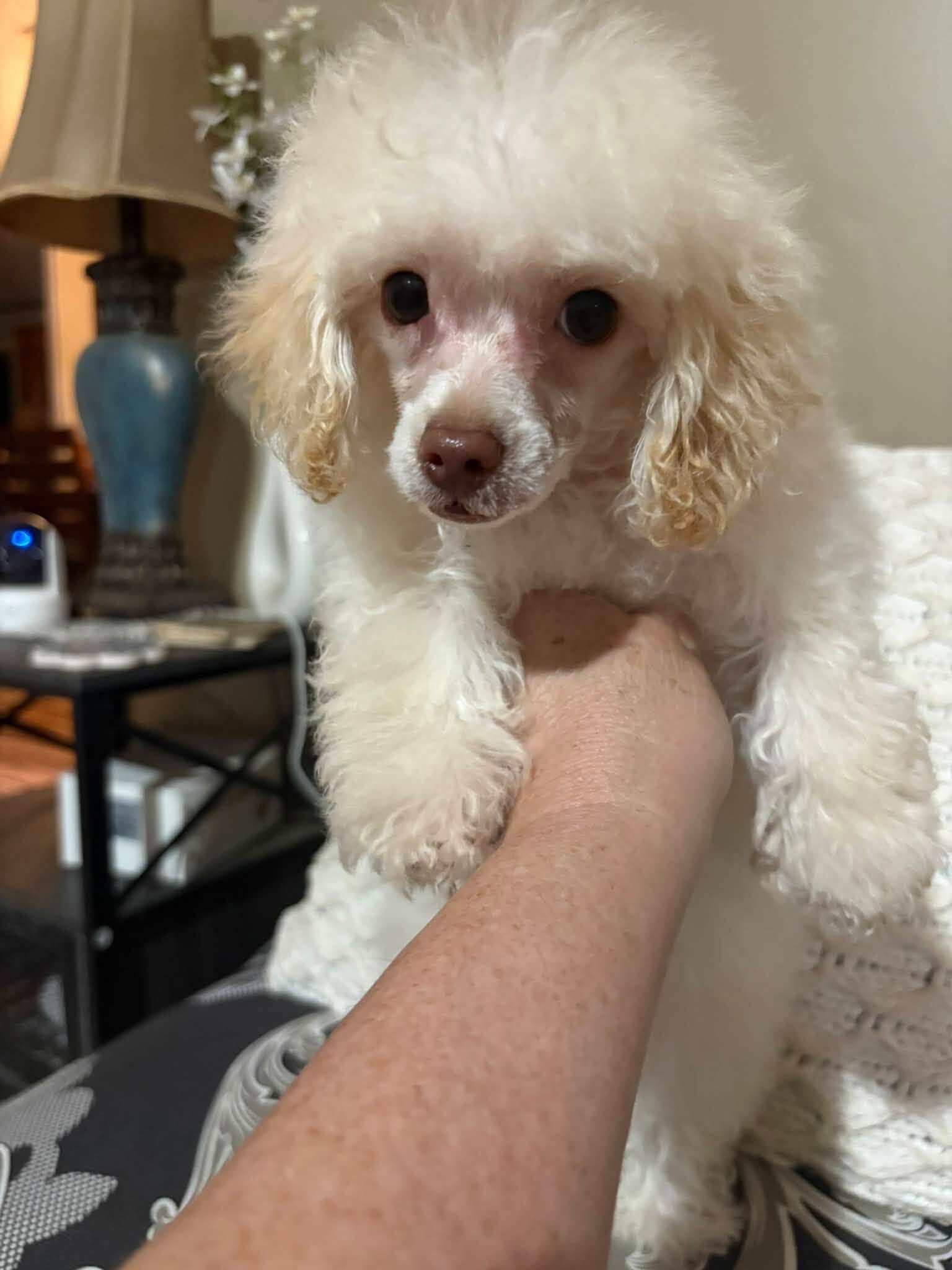 Morkipoo baby image 2