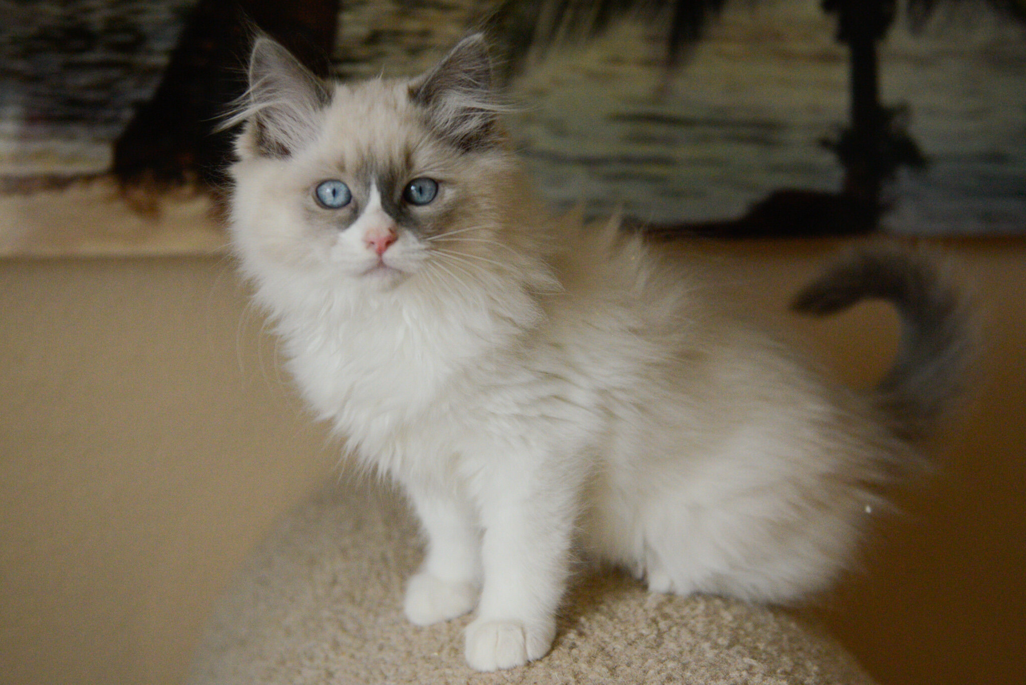 Beautiful Ragdoll kittens - blue bicolor mitted image 3