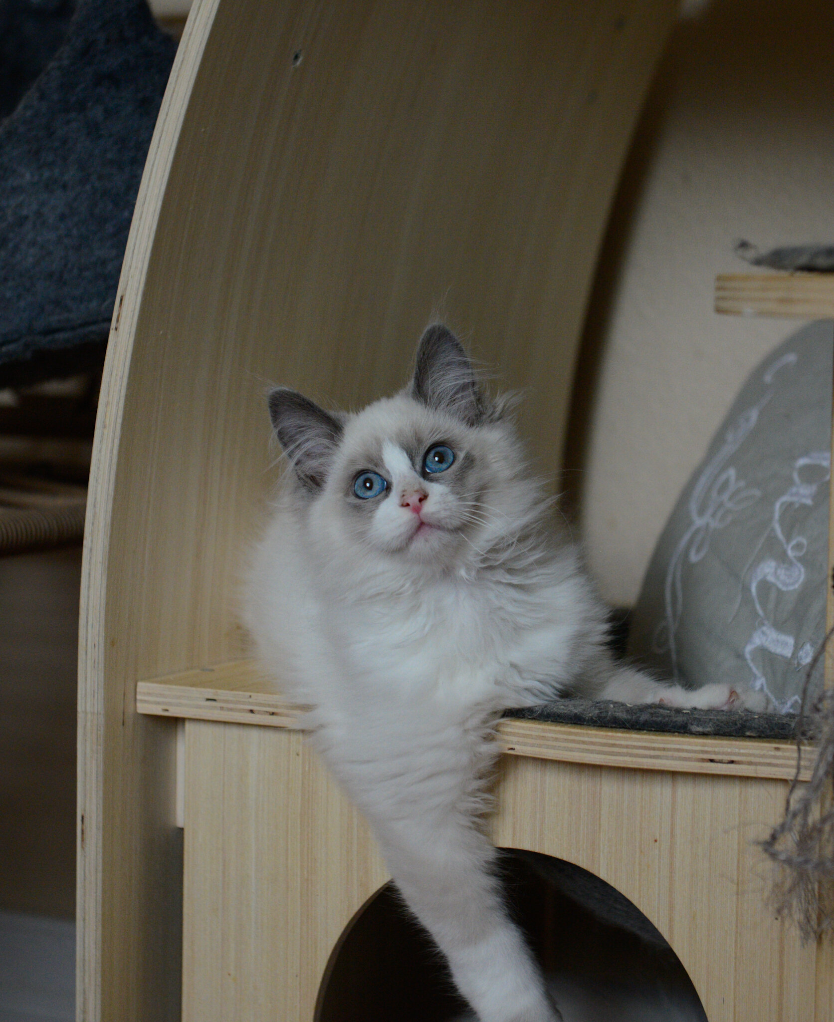 Beautiful Ragdoll kittens - blue bicolor mitted image 2