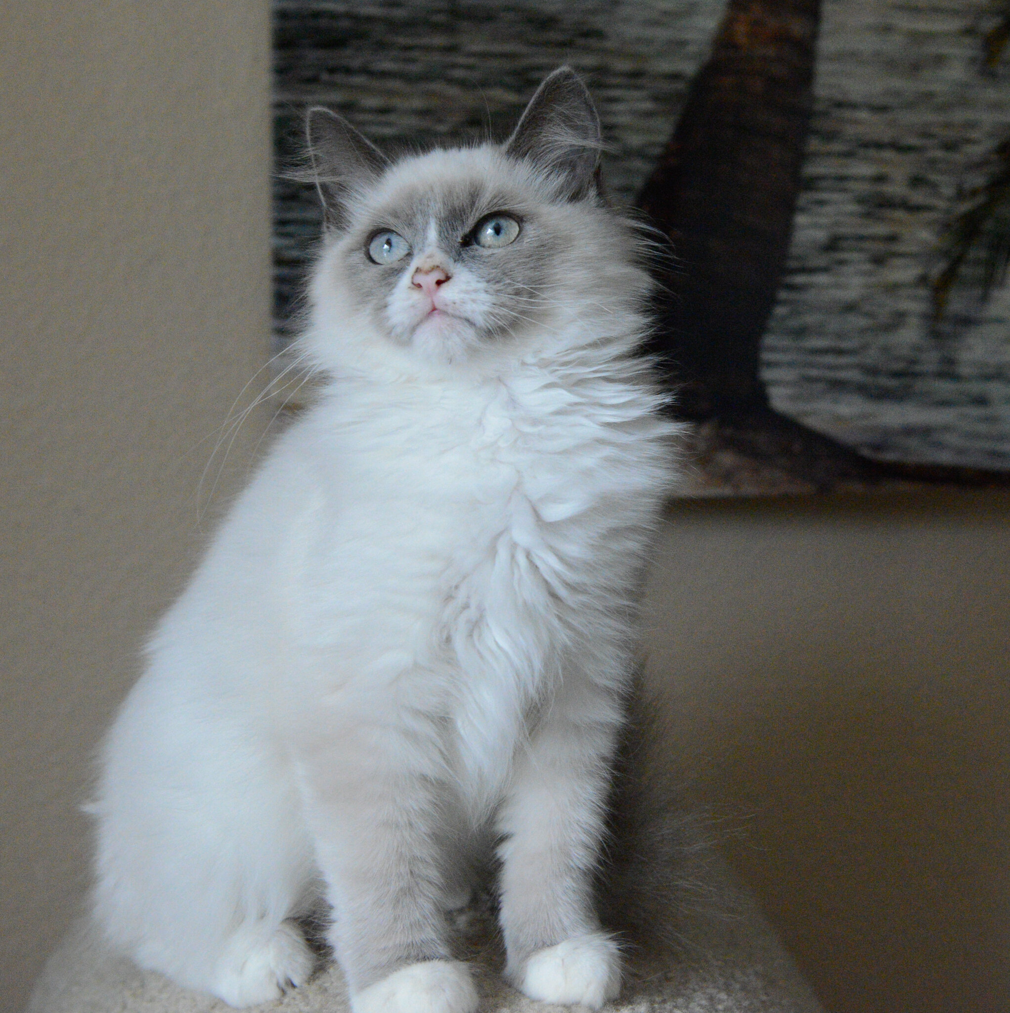 Beautiful Ragdoll kittens - blue bicolor mitted image 1