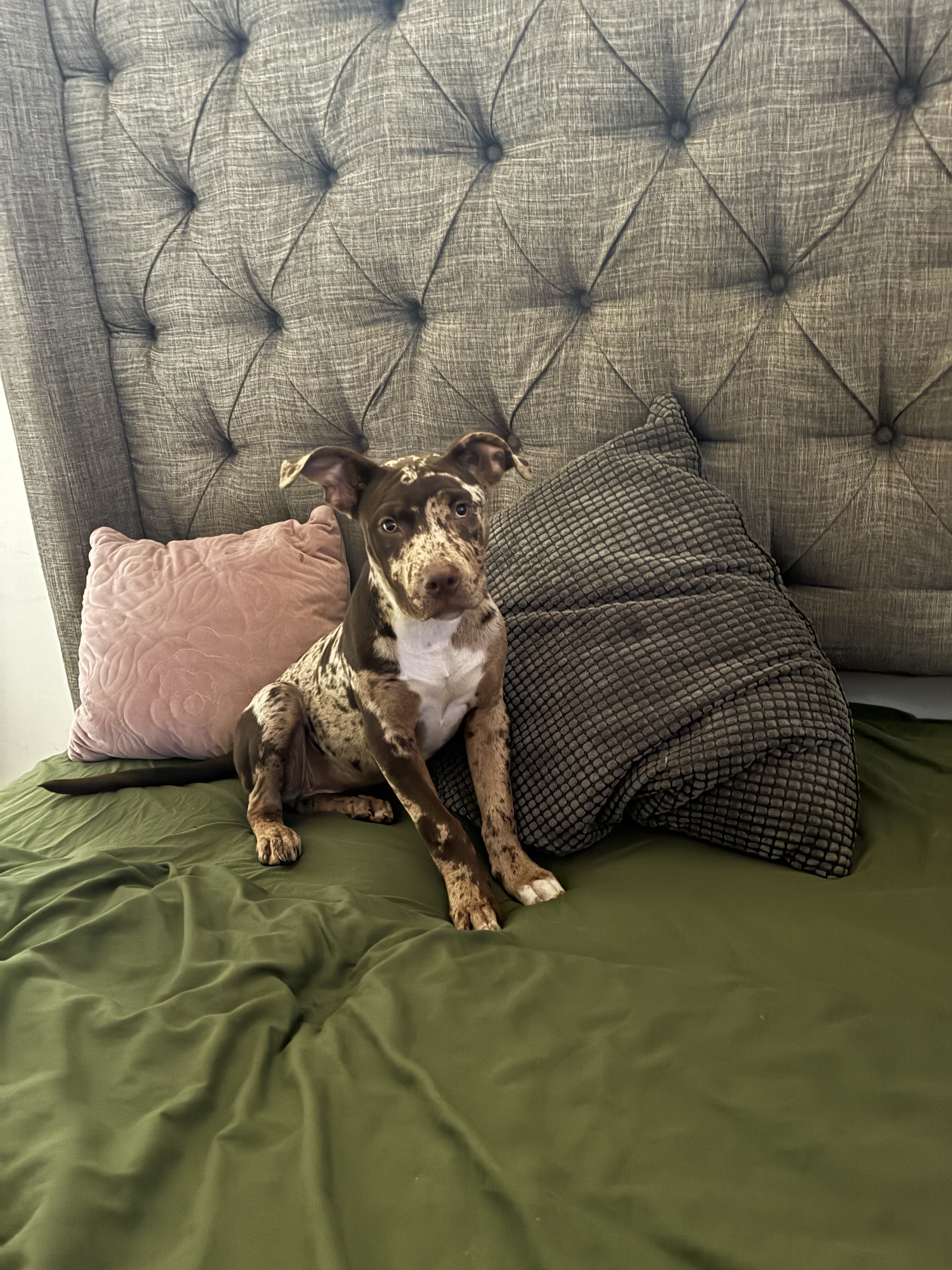 Puppy image 6