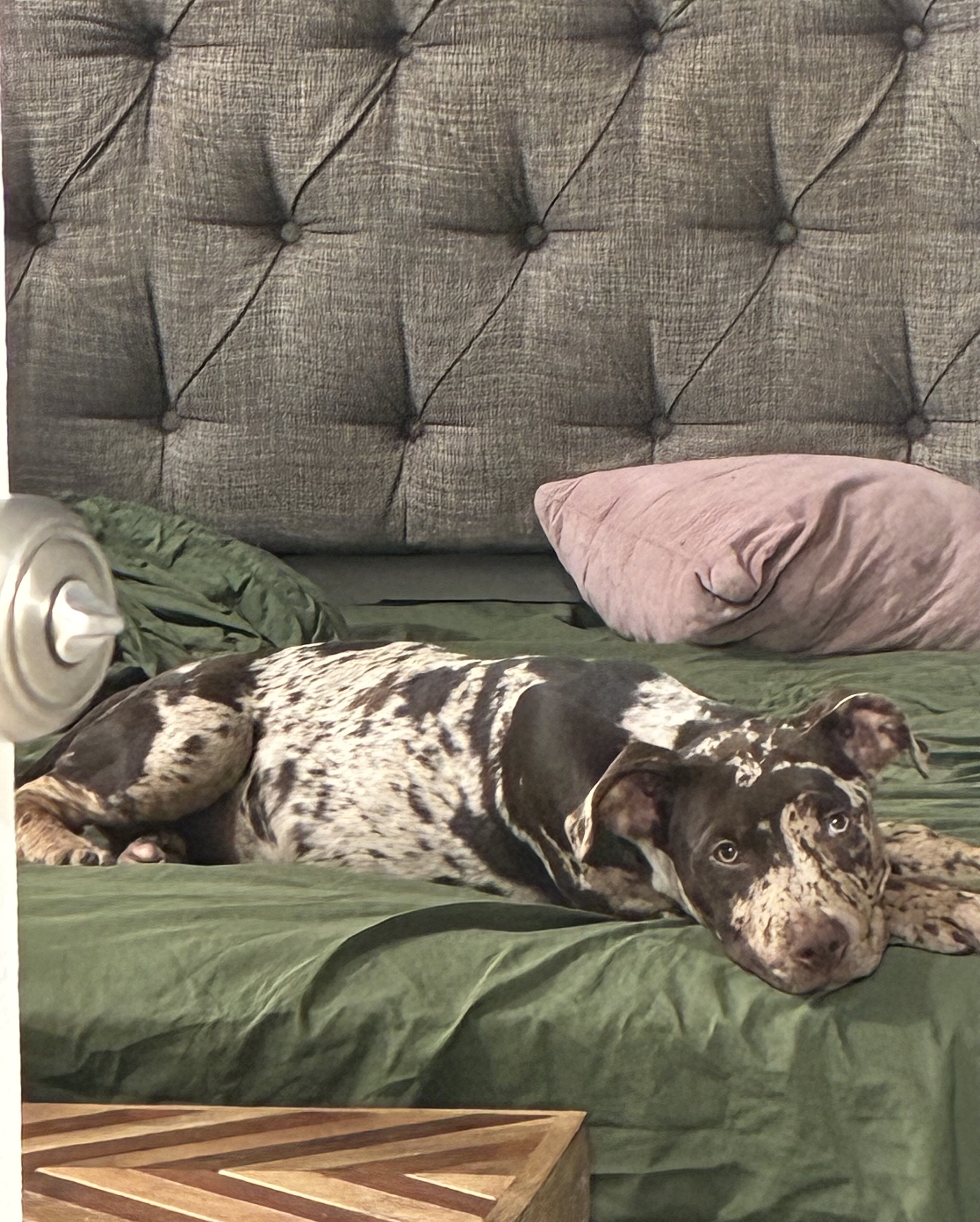 Puppy image 5