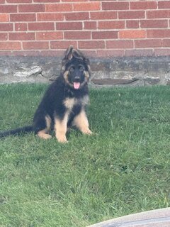 German Shepherd puppy (female) image 2